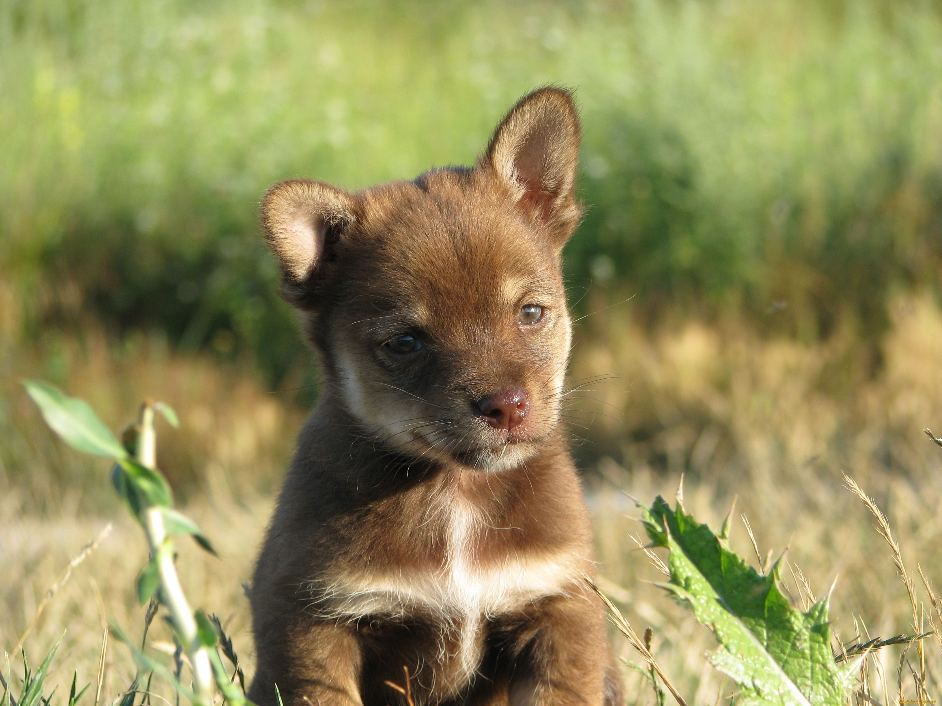 пэсык, животные, собаки