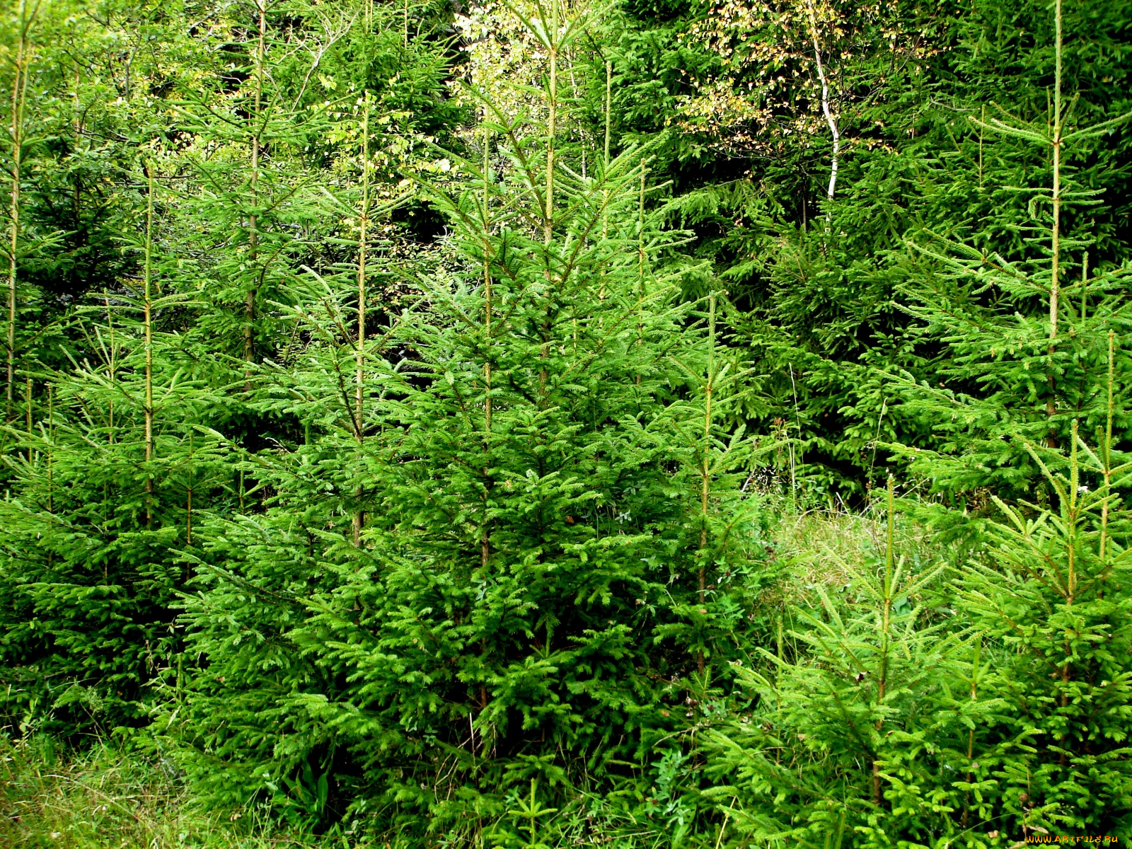 природа, лес, зелень, посадки, елки