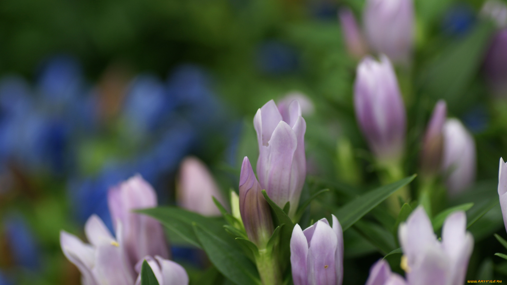 цветы, годеция, нежные