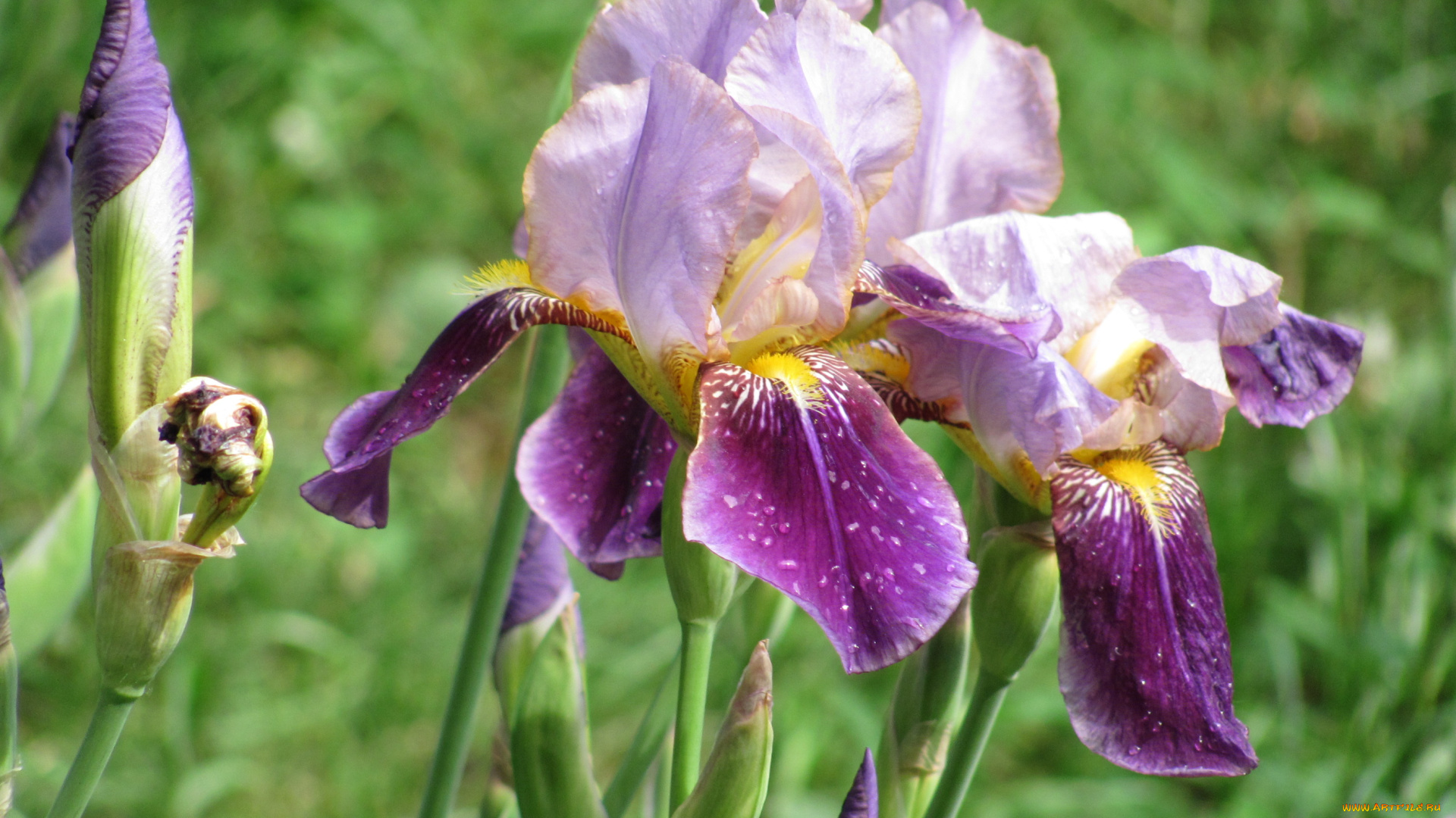 цветы, ирисы, цветки, бутоны
