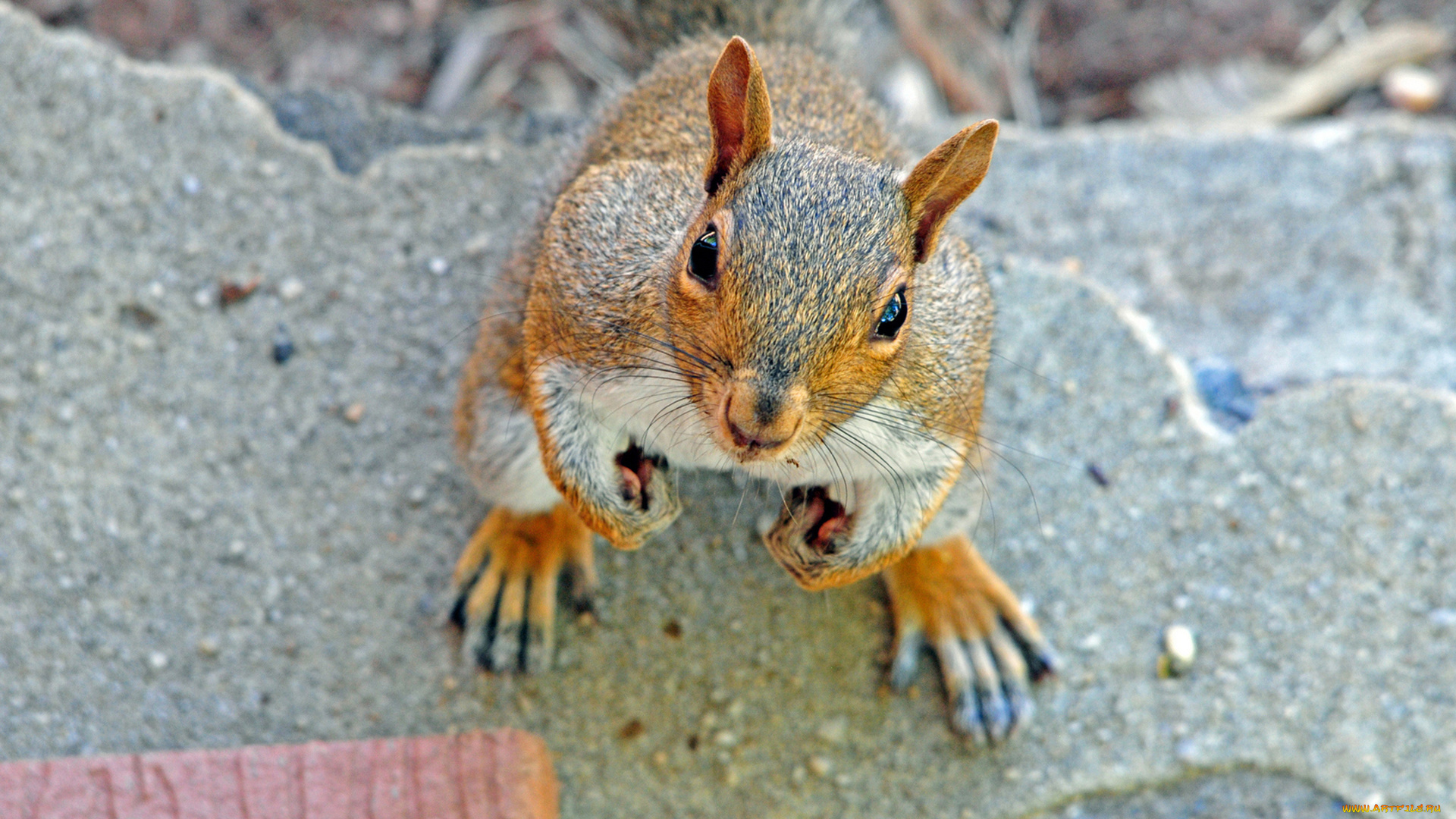 животные, белки, рыжая, животное, белка