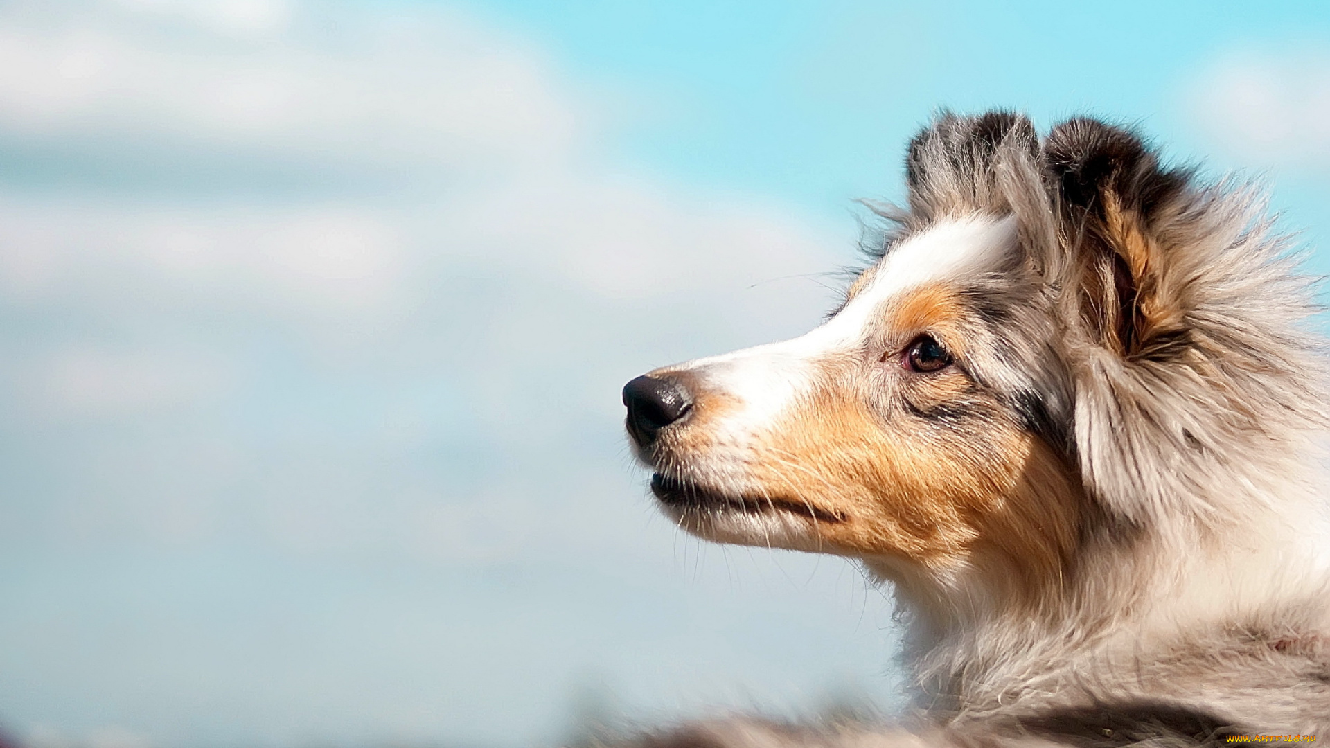 животные, собаки, собака, колли