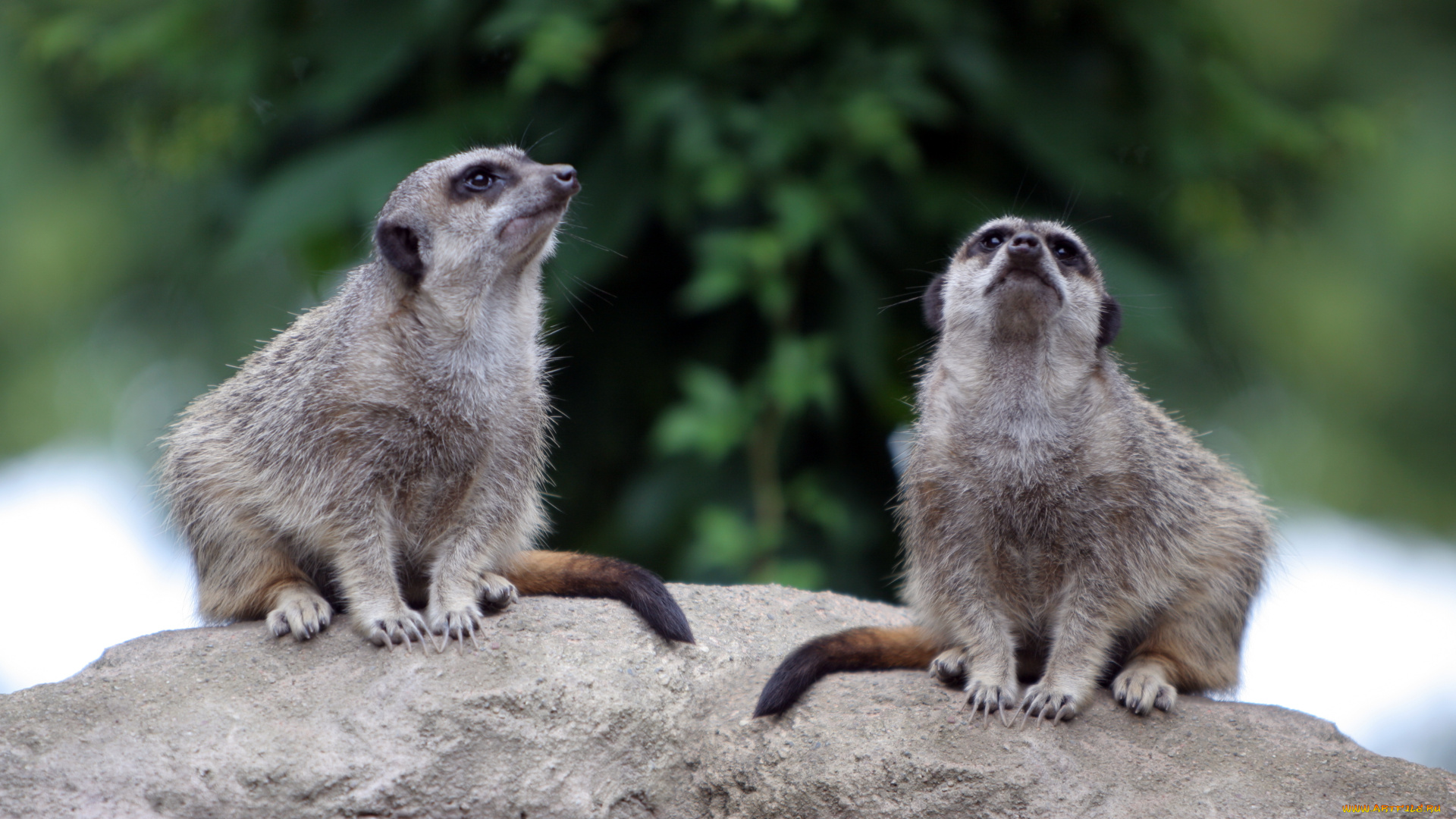 животные, сурикаты, сурикат, грызун