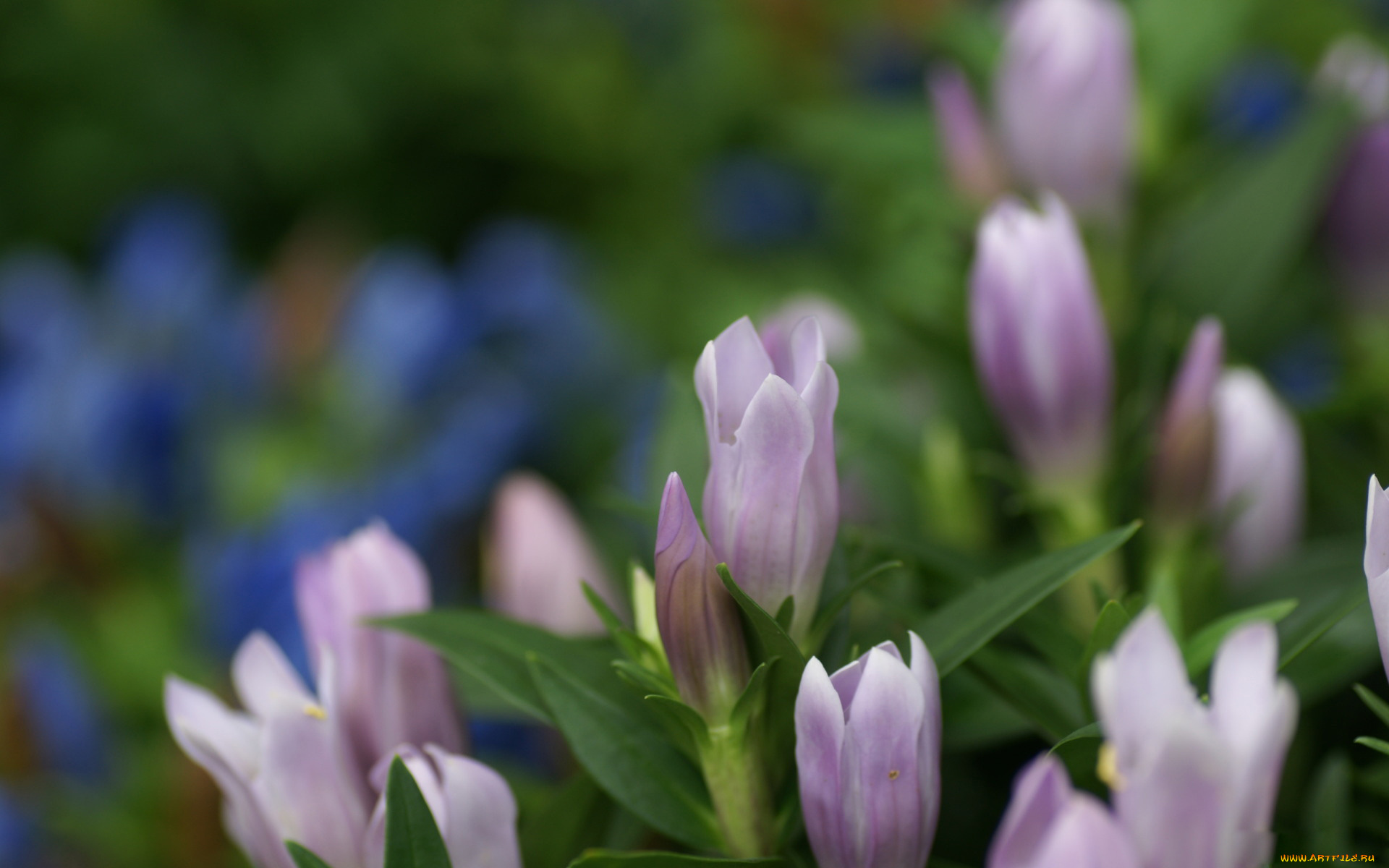 цветы, годеция, нежные