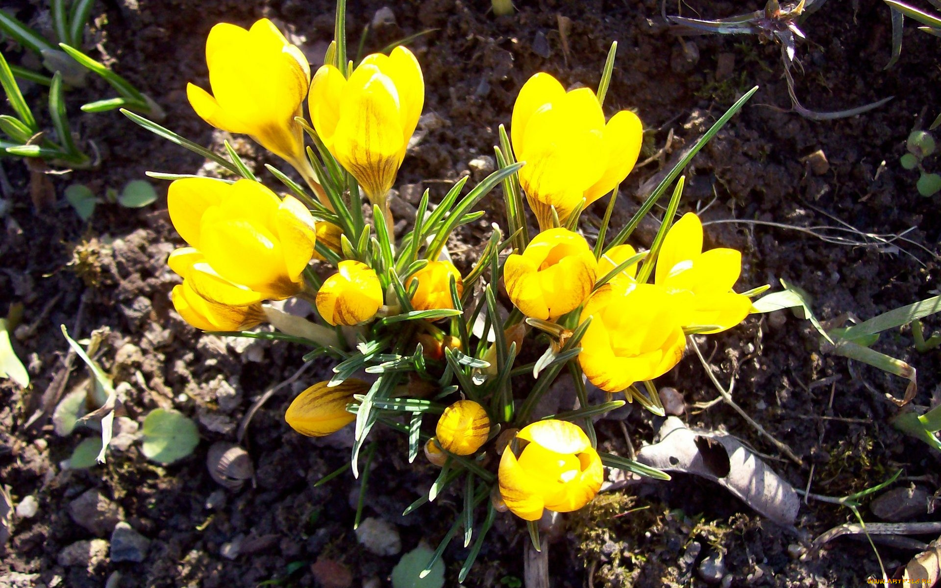 цветы, крокусы, желтый