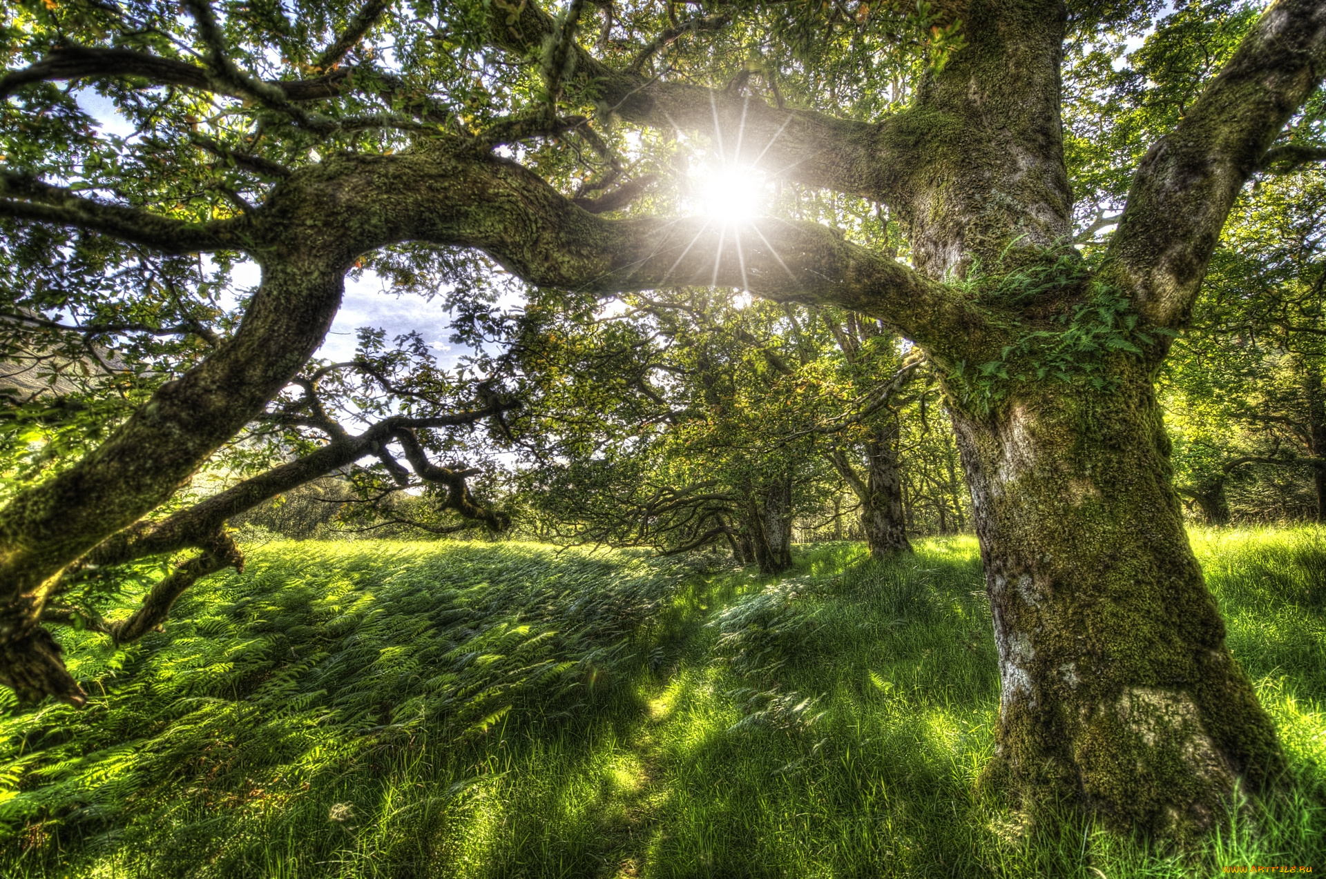 природа, восходы, закаты, деревья, лес, солнце, трава