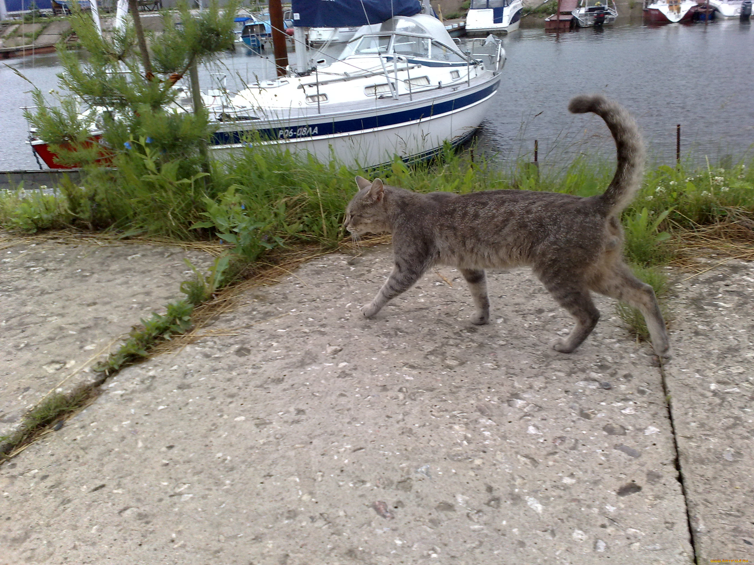 животные, коты, кот, кошка, причал