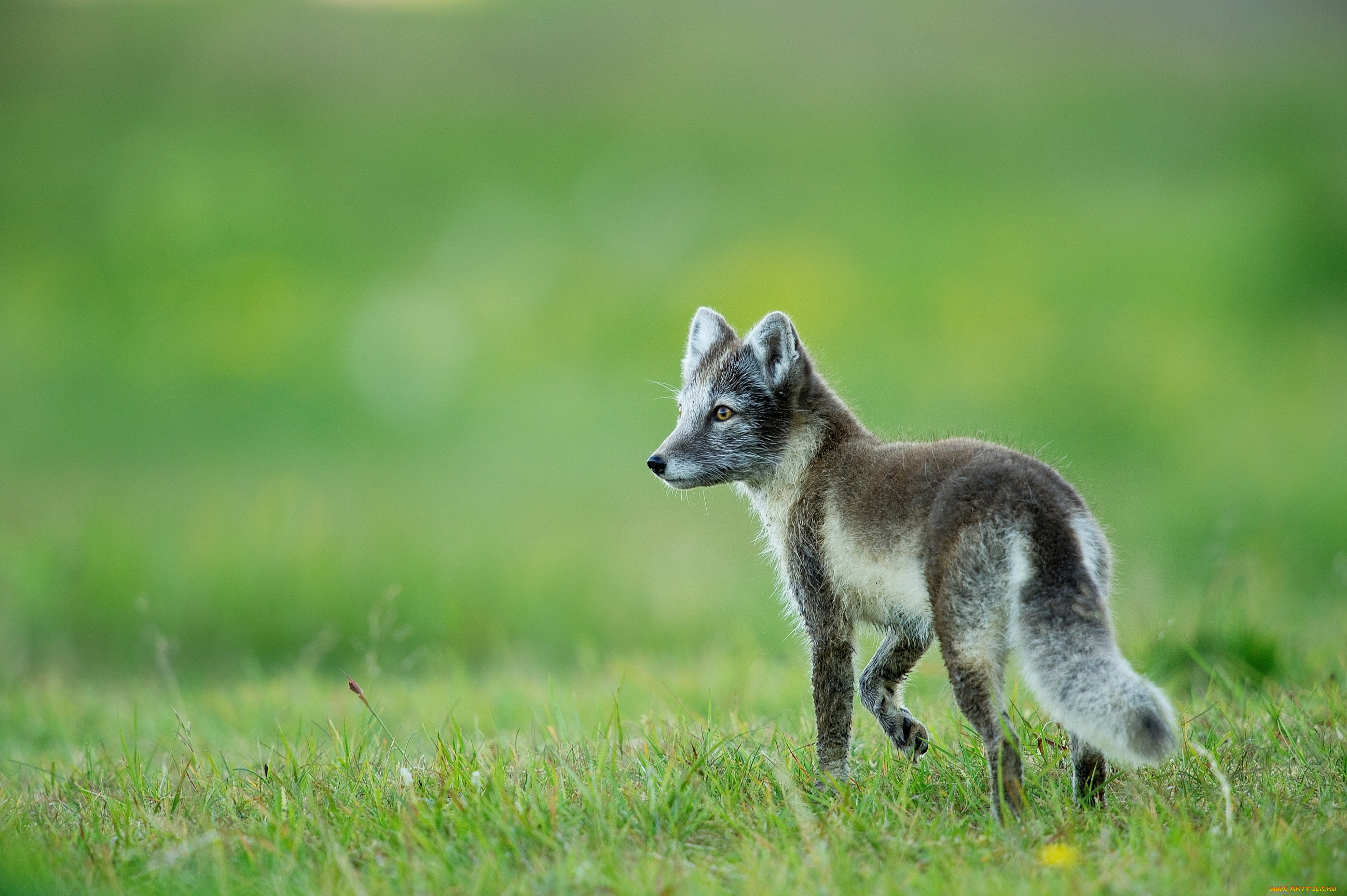 животные, песцы, песец, лиса