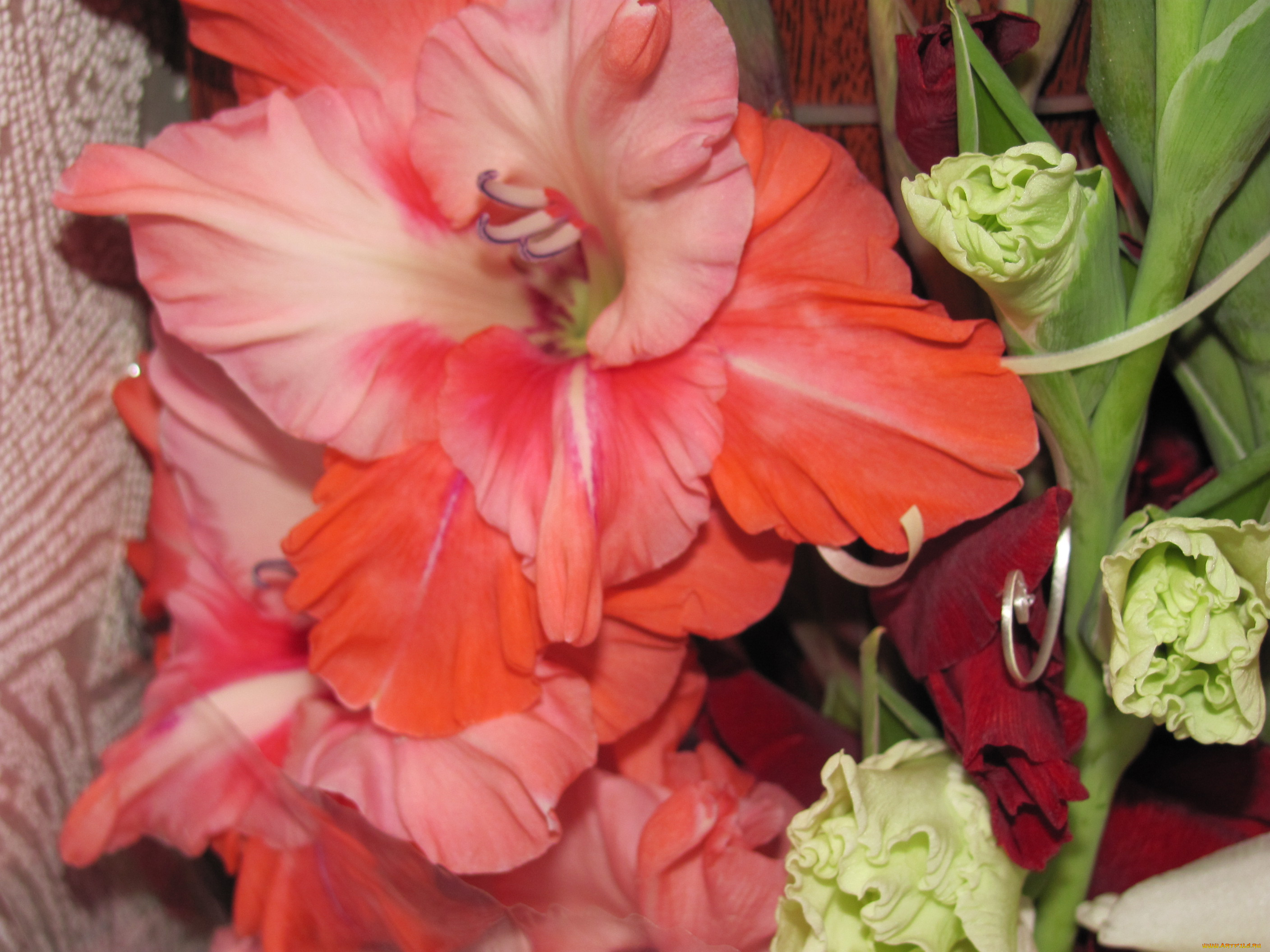 цветы, гладиолусы, бутоны