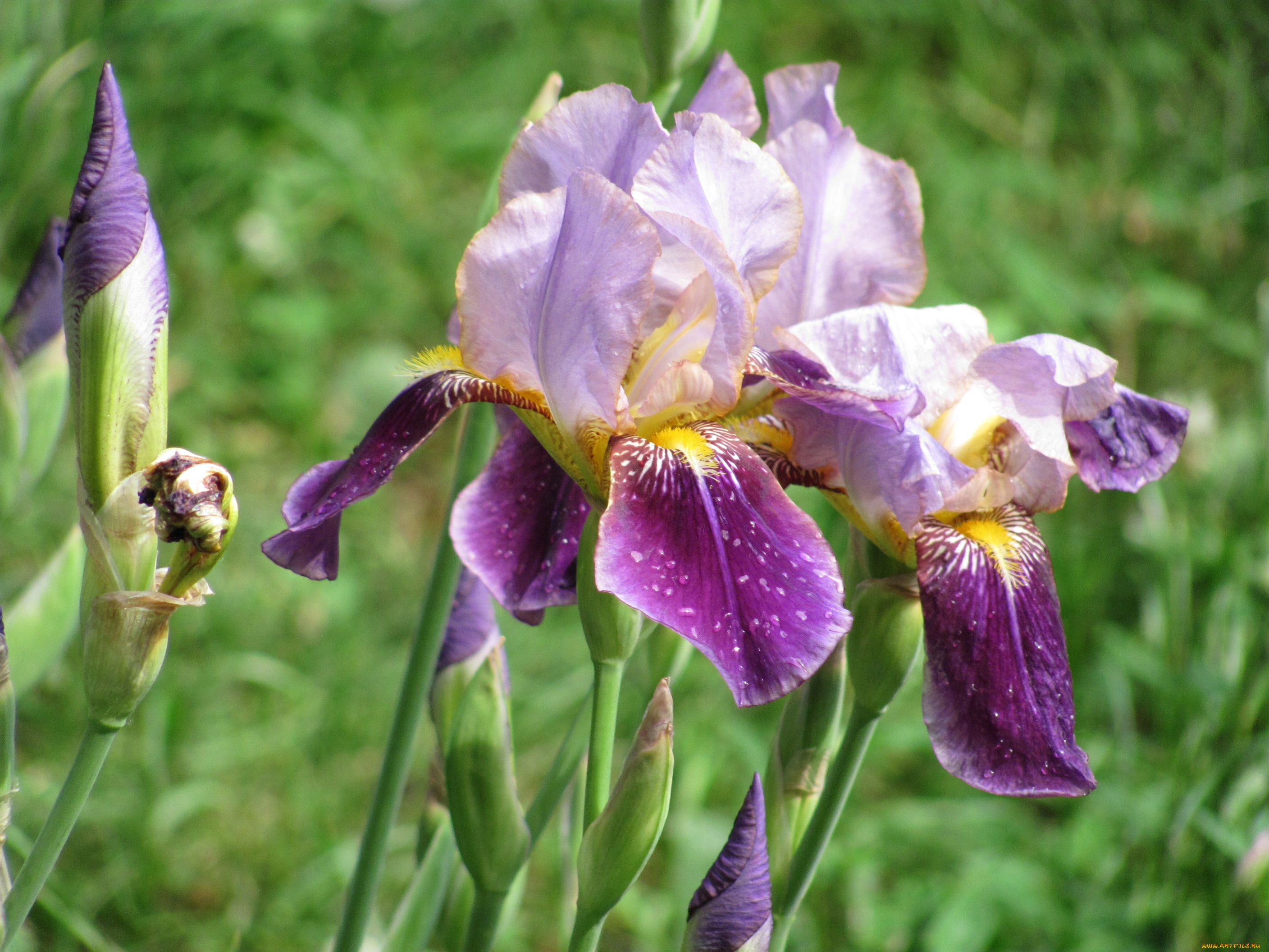 цветы, ирисы, цветки, бутоны