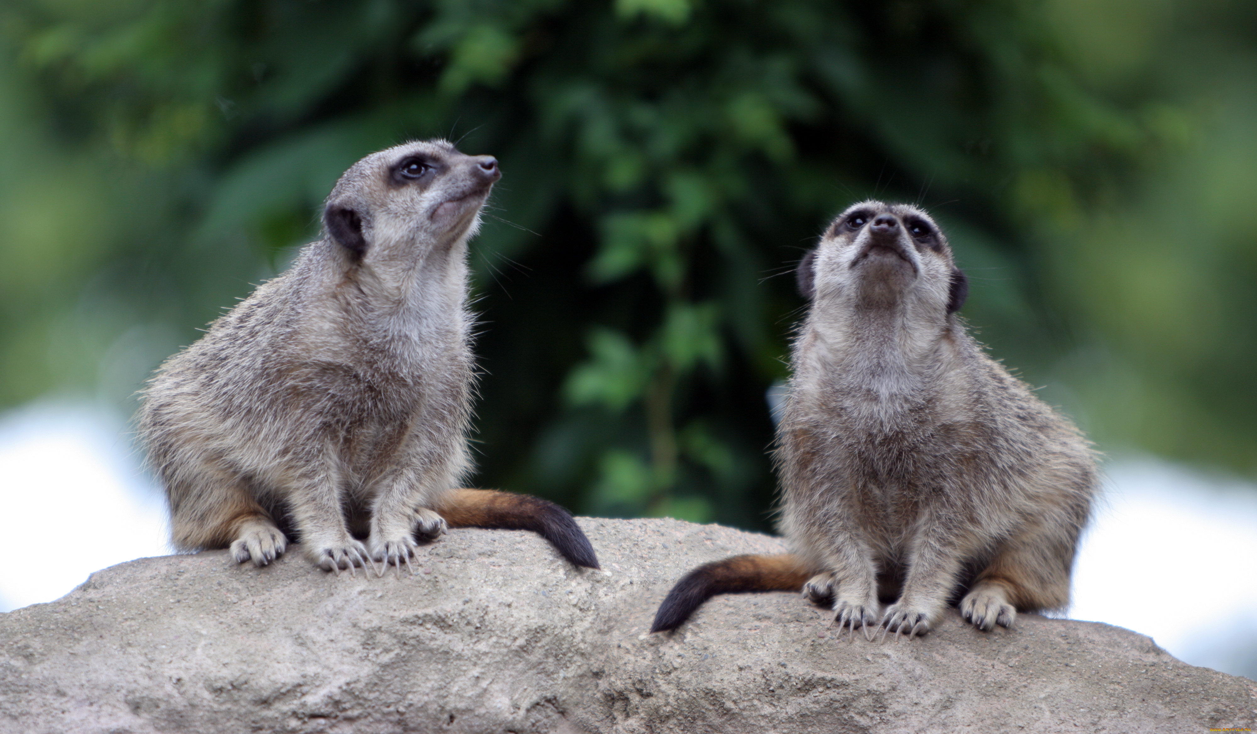 животные, сурикаты, сурикат, грызун