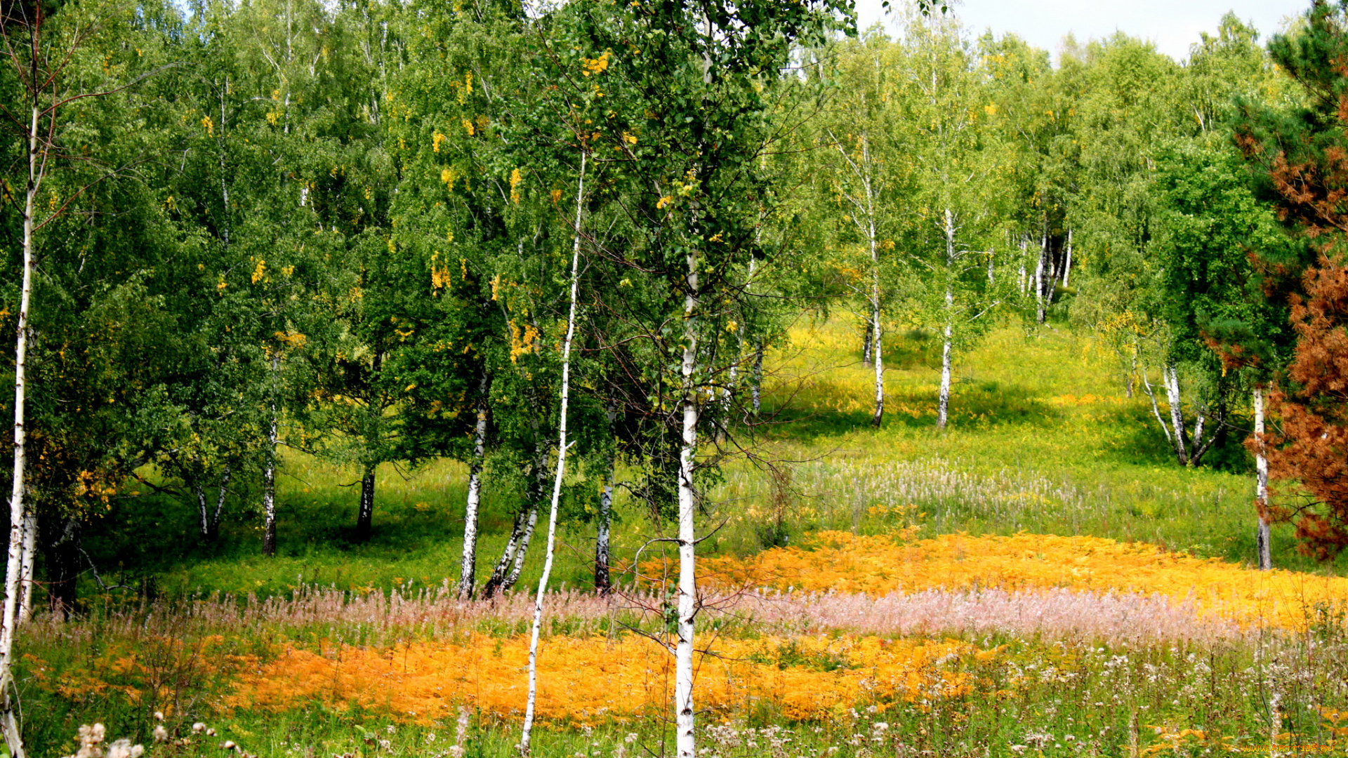 хакасия, природа, деревья, березки, пейзаж