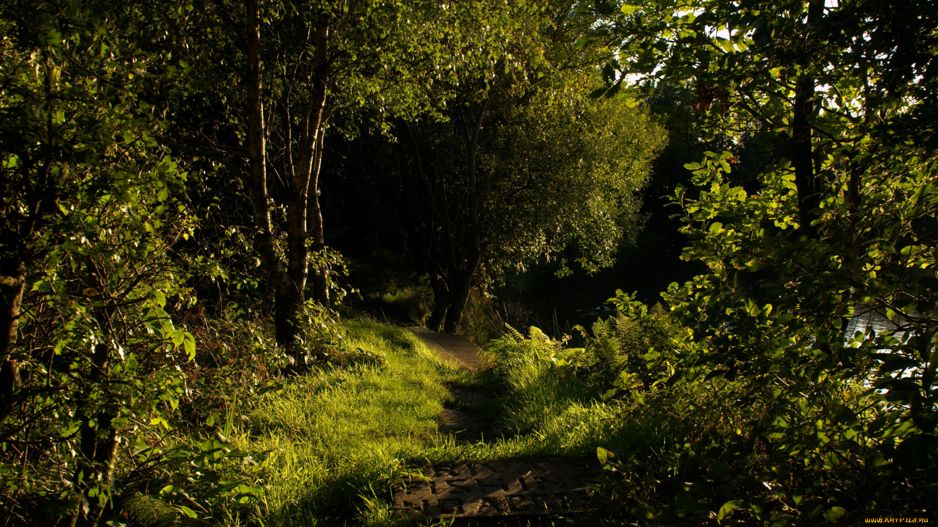 horwich, англия, природа, лес