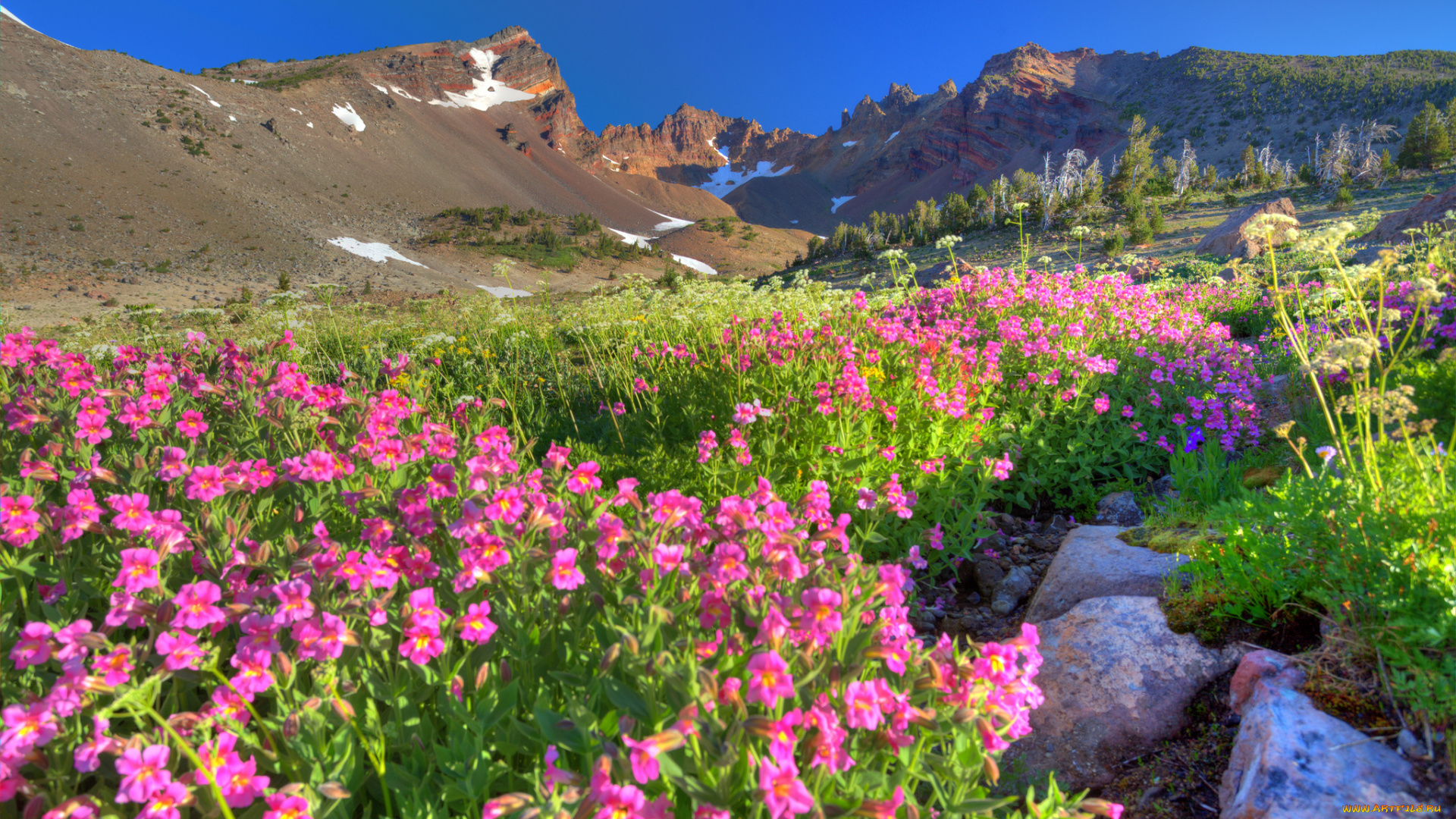 природа, луга, цветы, пейзаж