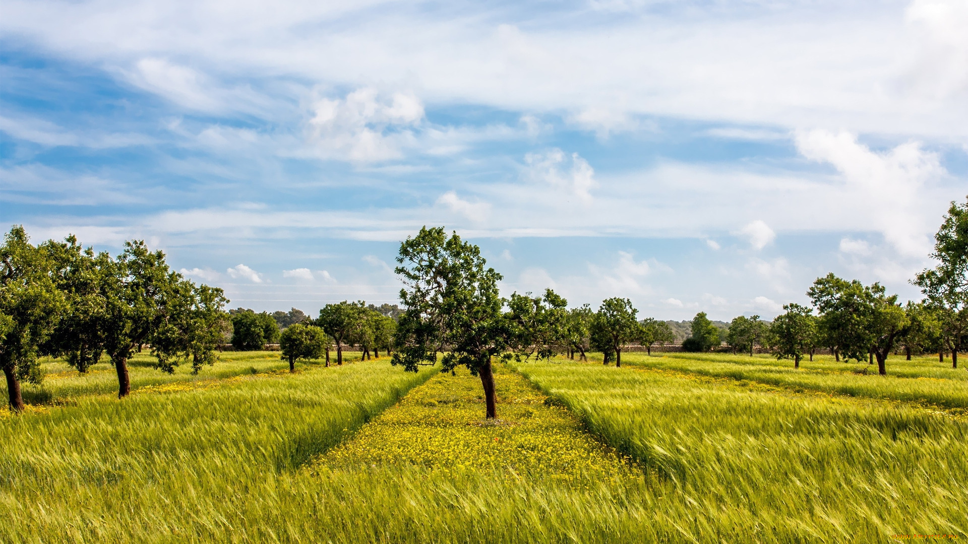 природа, поля, трава, выкос, деревья, поле