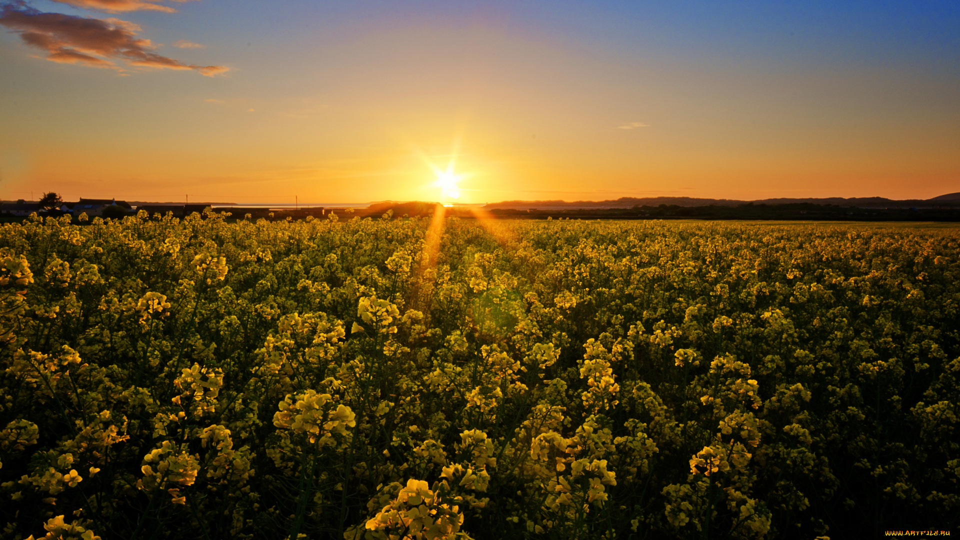 природа, восходы, закаты, поле, закат