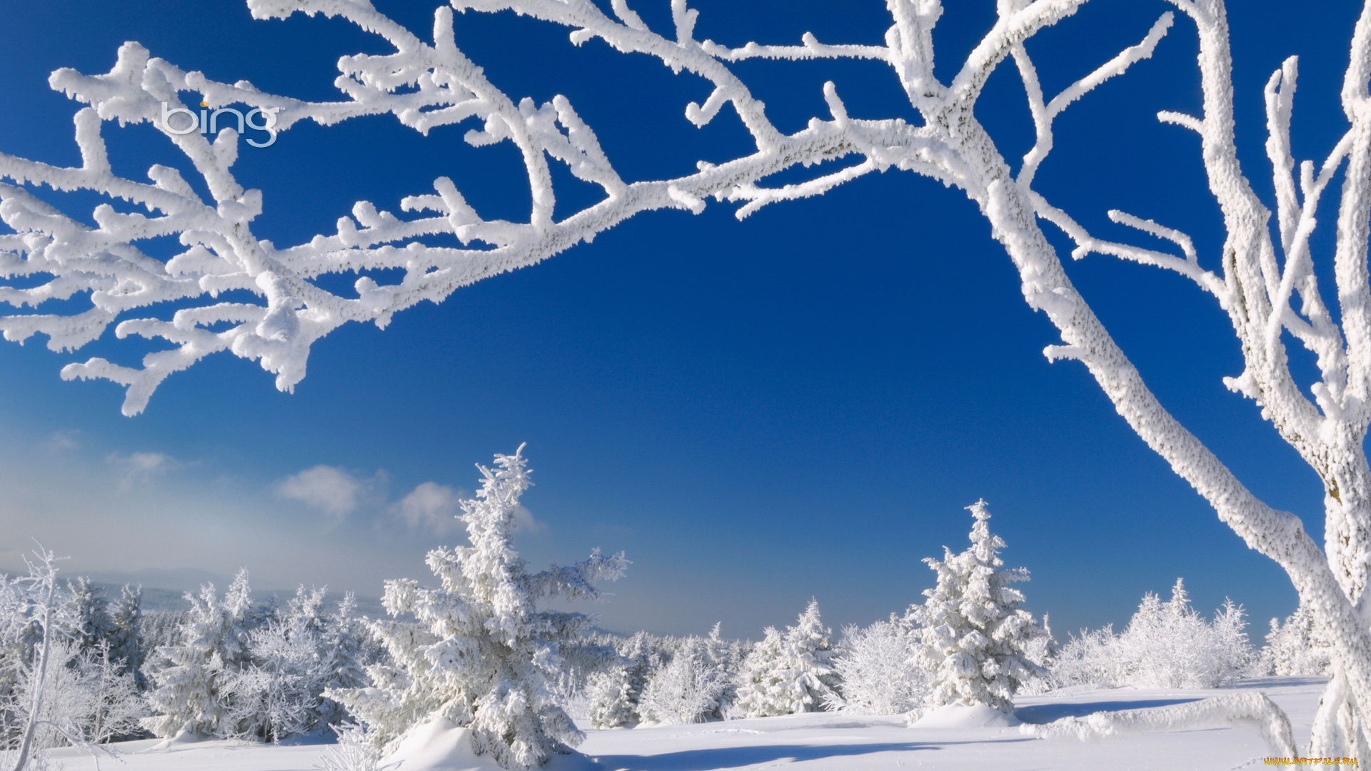 природа, зима, деревья, снег