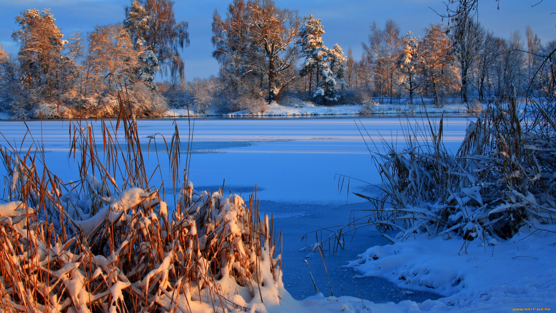 природа, зима, деревья, снег