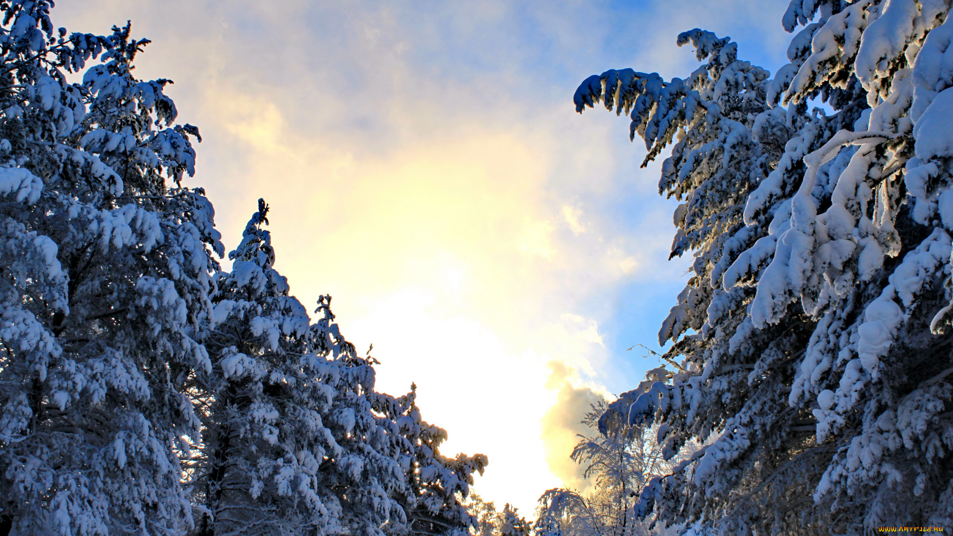 природа, зима, лес, снег