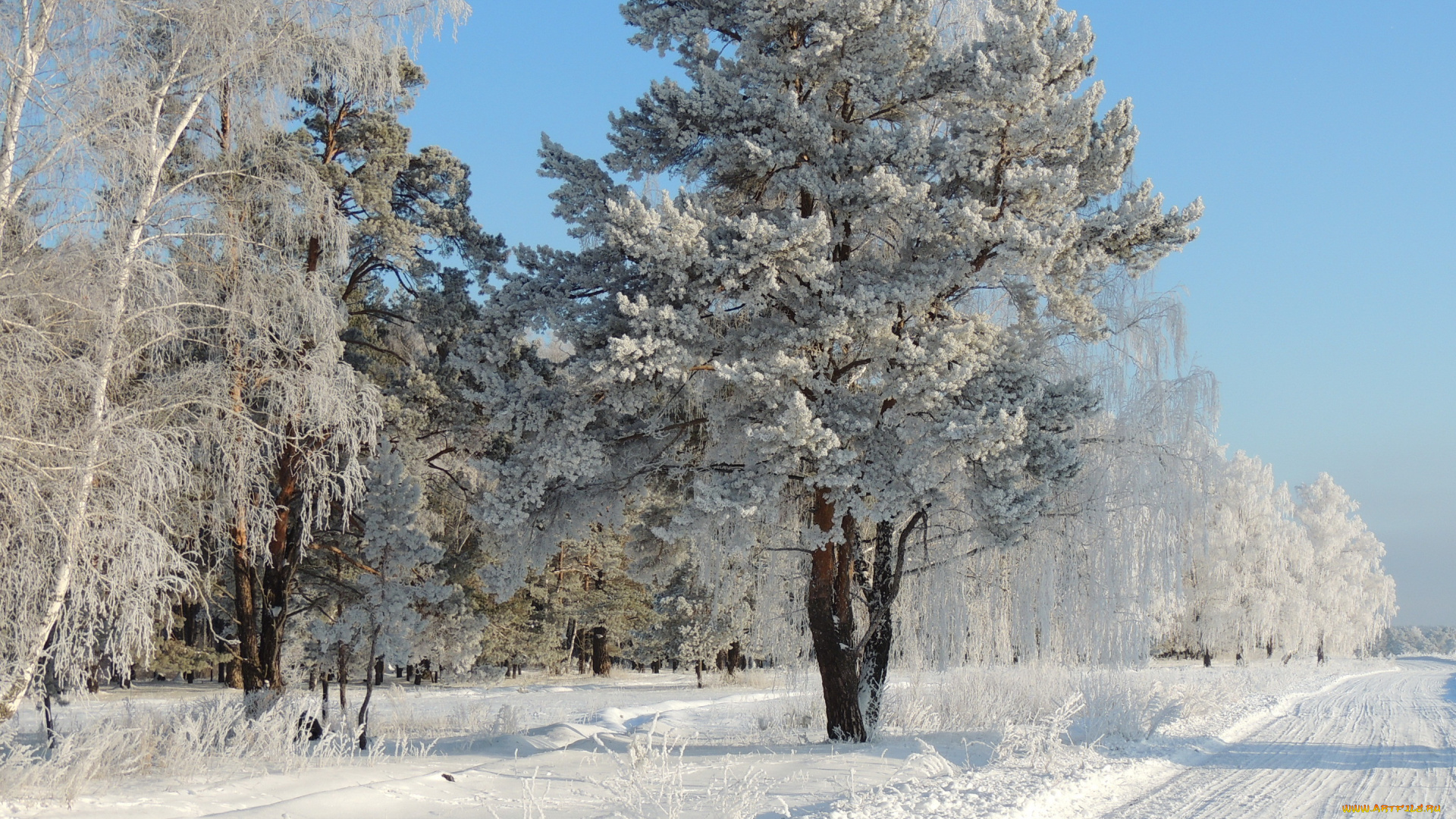 природа, зима, снег