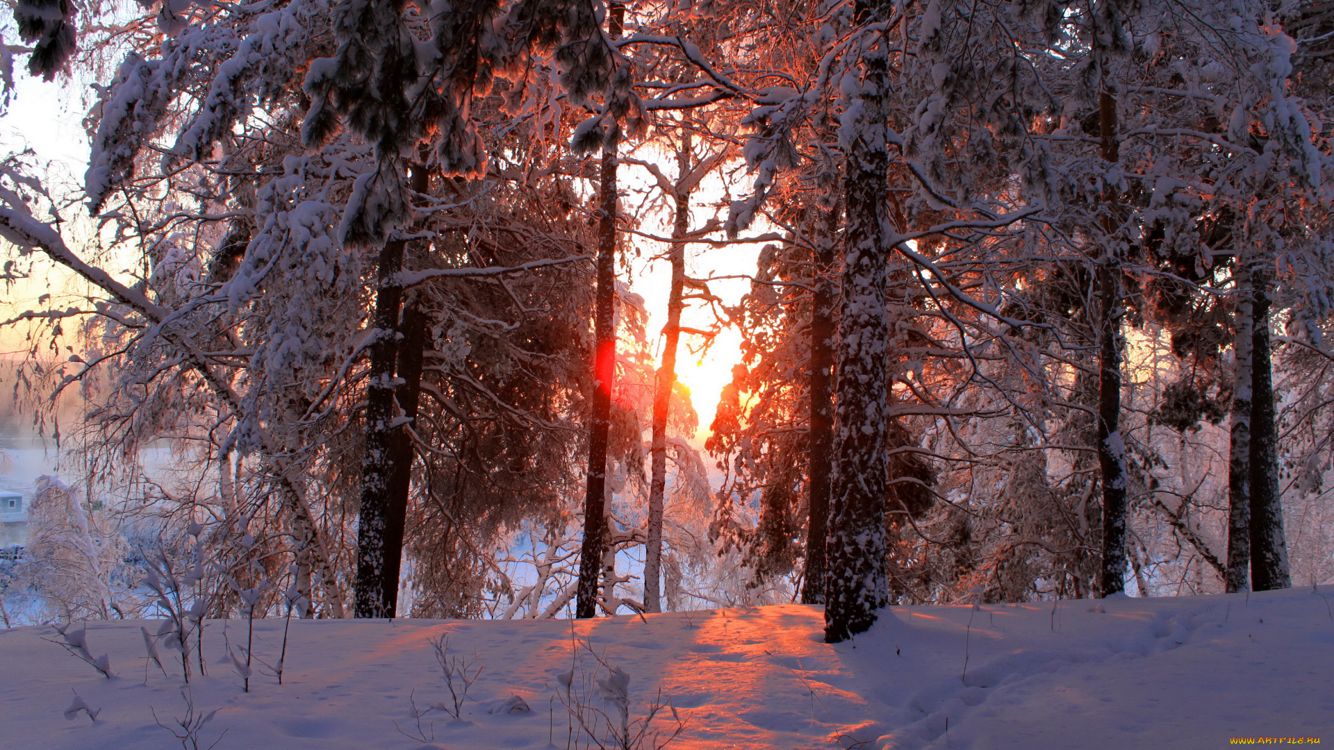 природа, зима, снег, лес