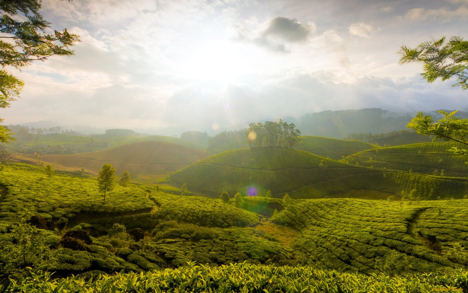 природа, поля, туман, зелень, холмы