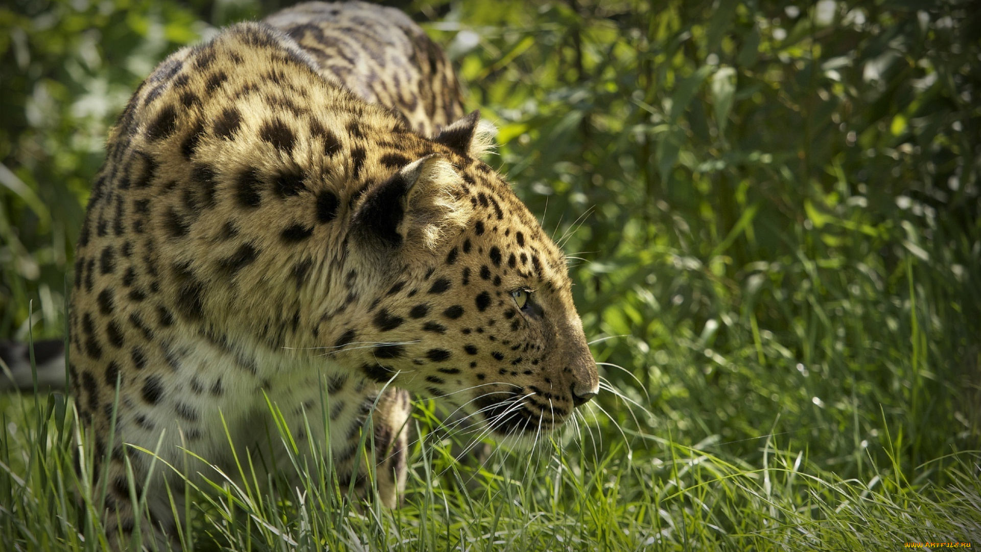 ©, ania, jones, животные, леопарды, профиль, амурский, леопард, трава