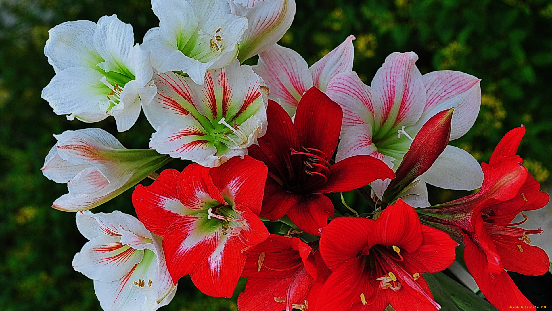 цветы, амариллисы, , гиппеаструмы, лепестки, цветки