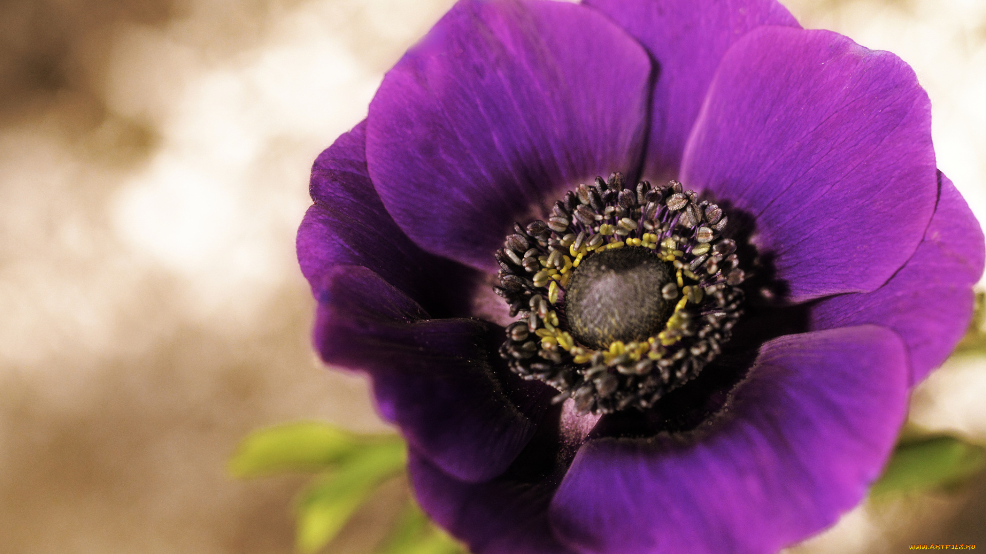 цветы, анемоны, , адонисы, мак