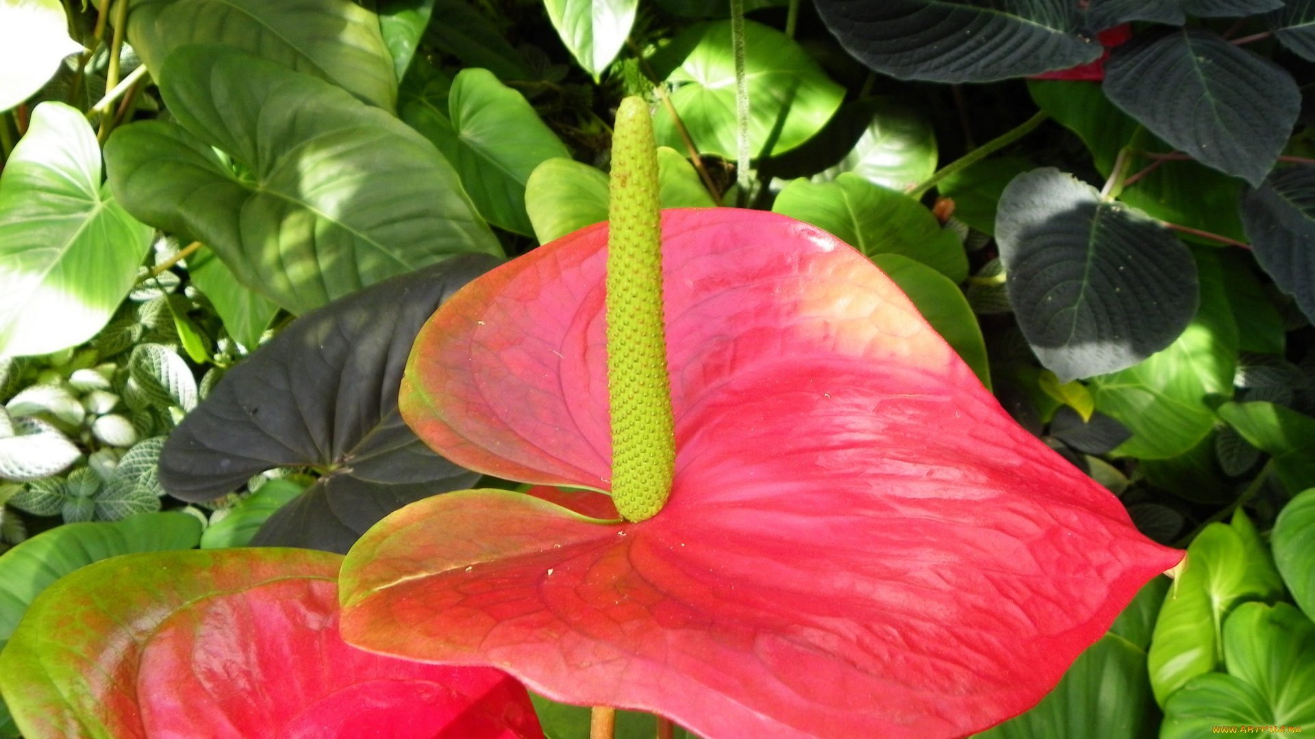 цветы, антуриум, , цветок, фламинго, красные, антуриум