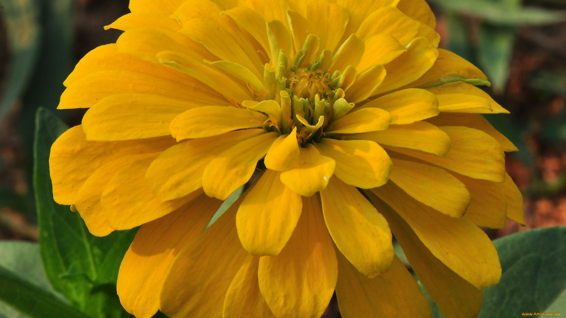 цветы, цинния, лепестки, цветки