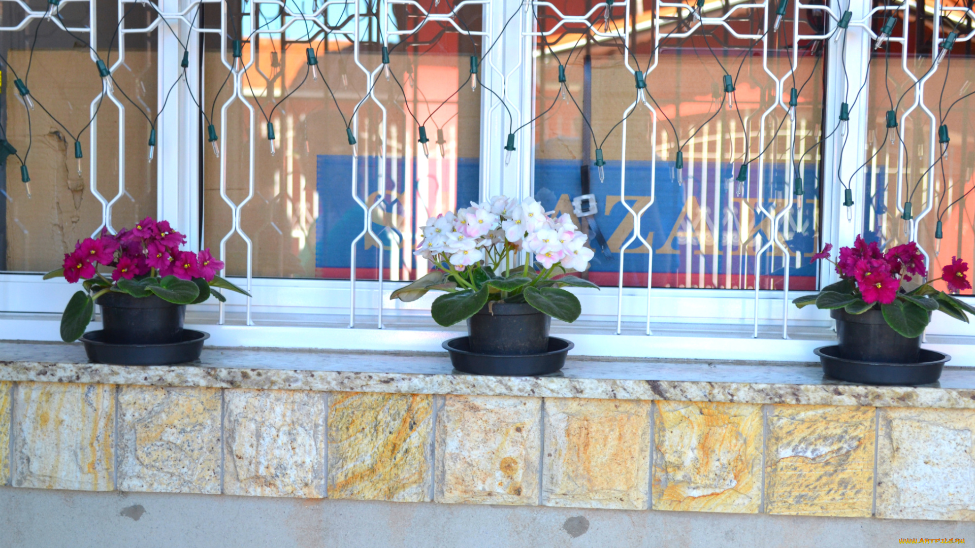 цветы, фиалки, фиалка