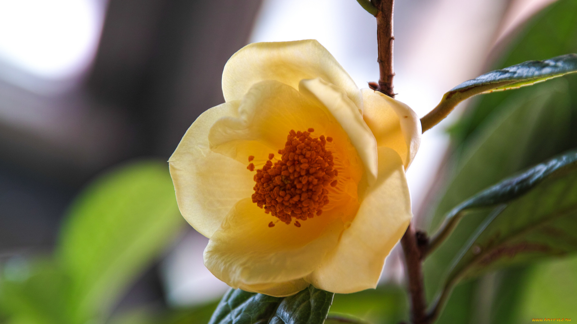 цветы, камелии, цветок, дерево