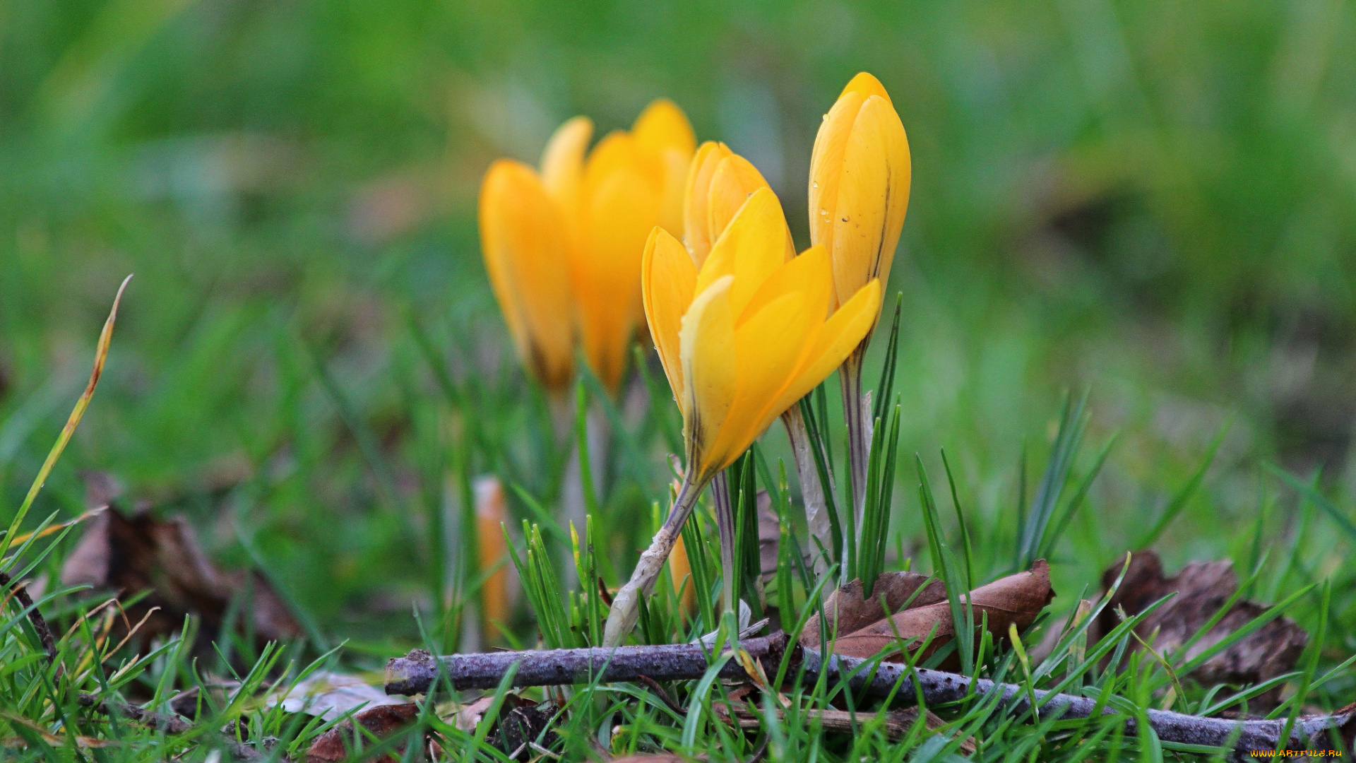 цветы, крокусы