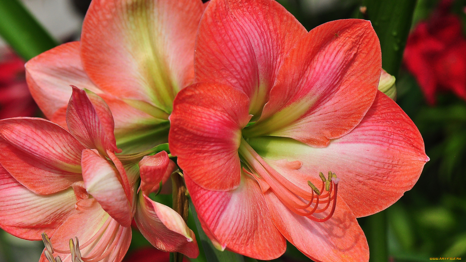 цветы, лилии, , лилейники