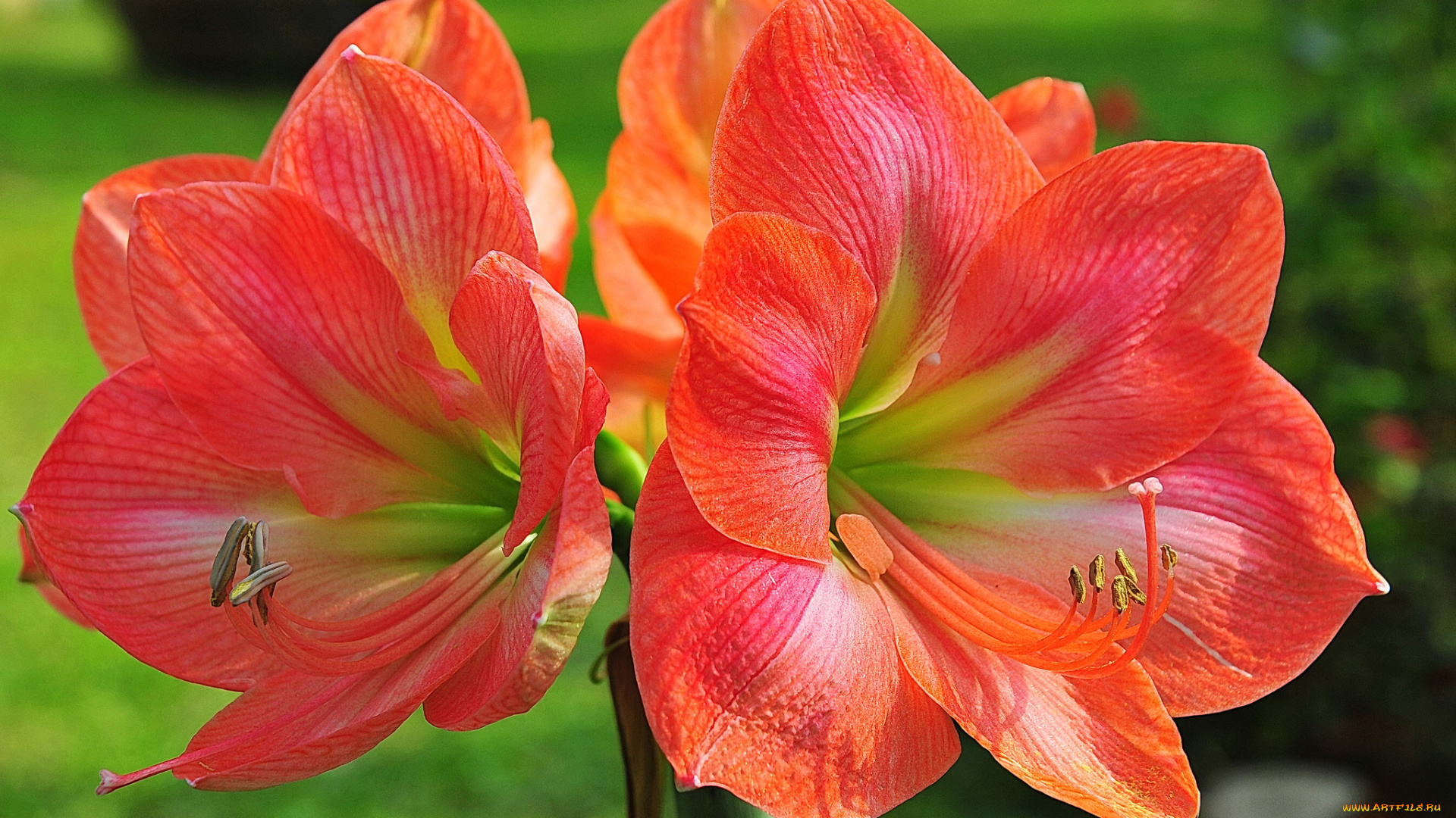 цветы, лилии, , лилейники