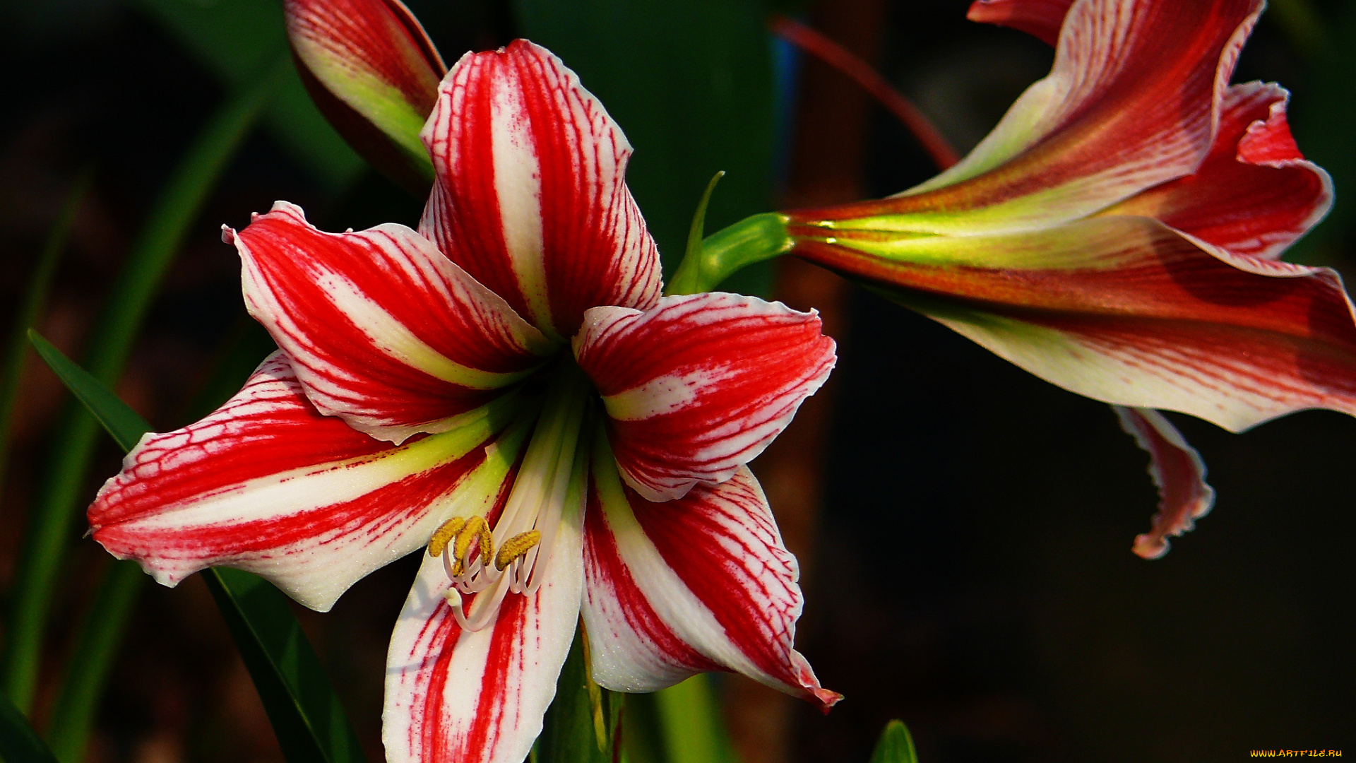 цветы, лилии, , лилейники, стебель