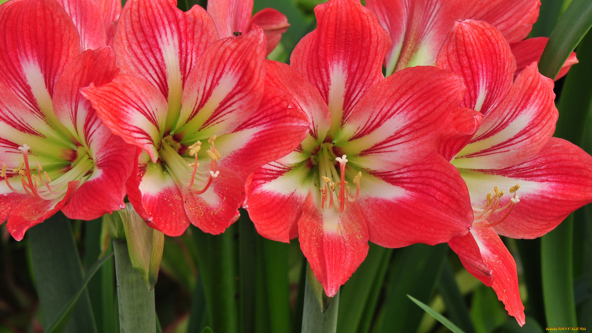 цветы, лилии, , лилейники, стебель