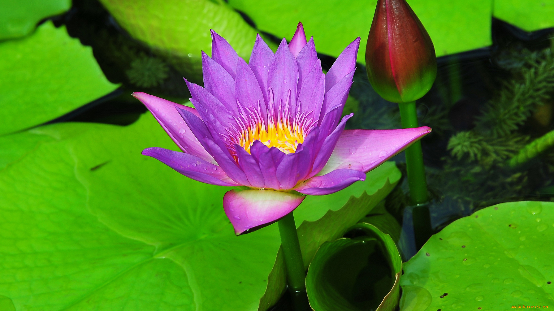 цветы, лилии, водяные, , нимфеи, , кувшинки, листья, вода, лотос