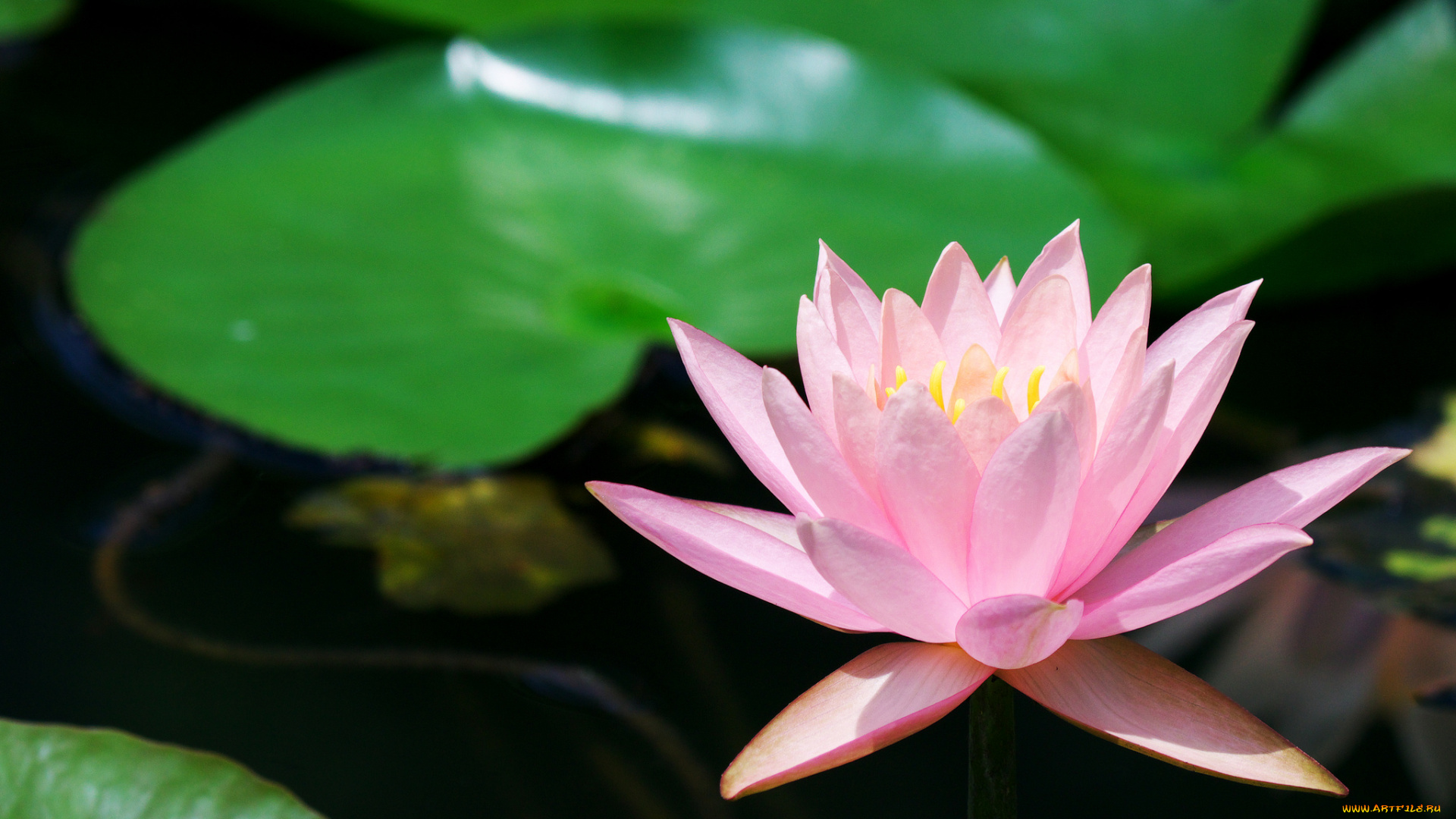 цветы, лилии, водяные, , нимфеи, , кувшинки, листья, вода, лилия