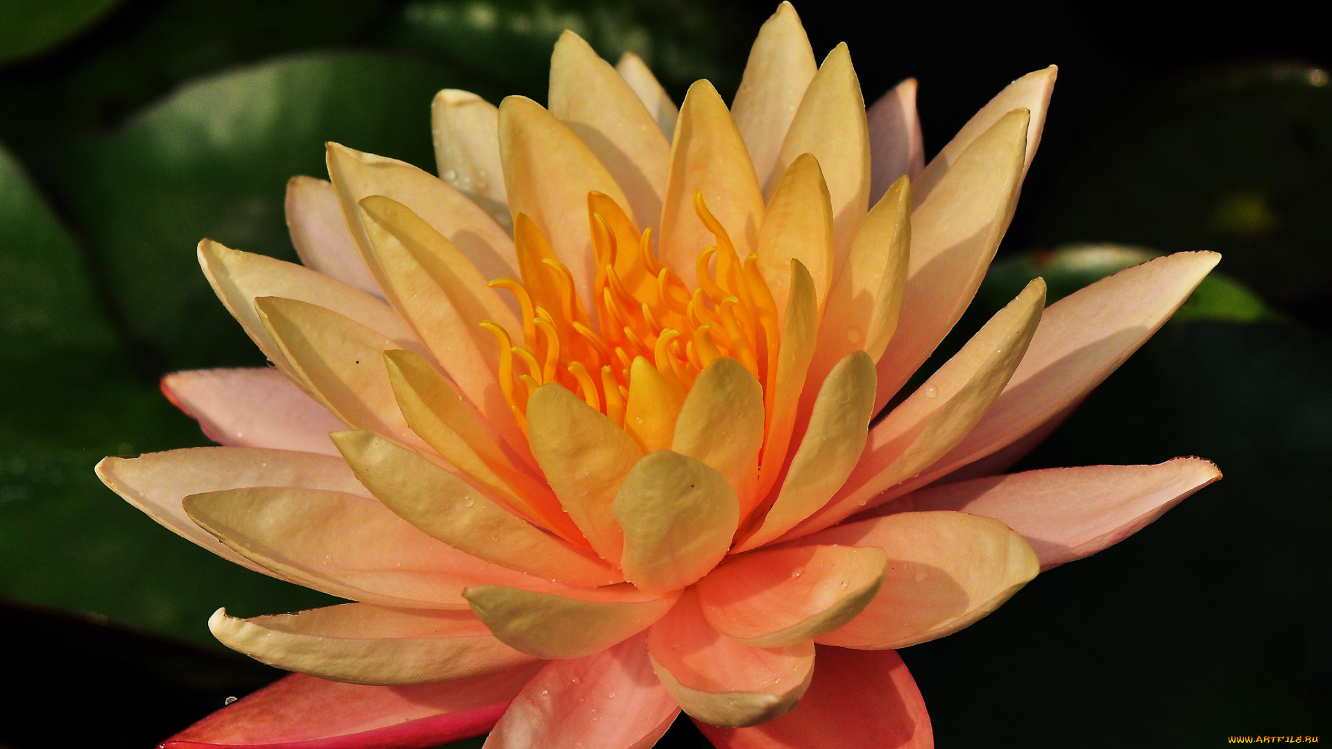 цветы, лилии, водяные, , нимфеи, , кувшинки, листья, вода, лилия