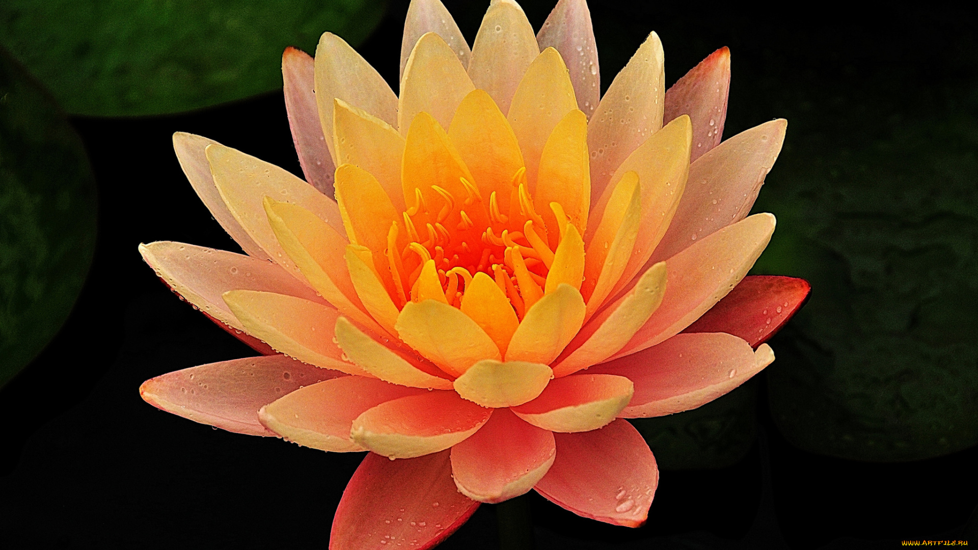 цветы, лилии, водяные, , нимфеи, , кувшинки, вода, лилия