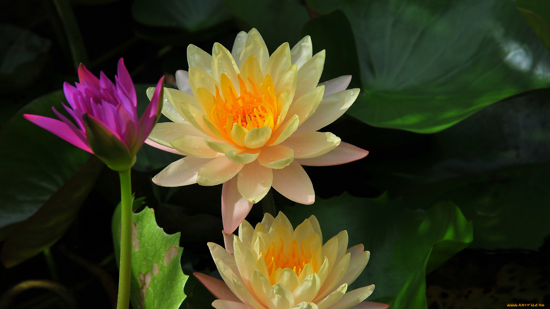 цветы, лилии, водяные, , нимфеи, , кувшинки, листья, вода, лилия