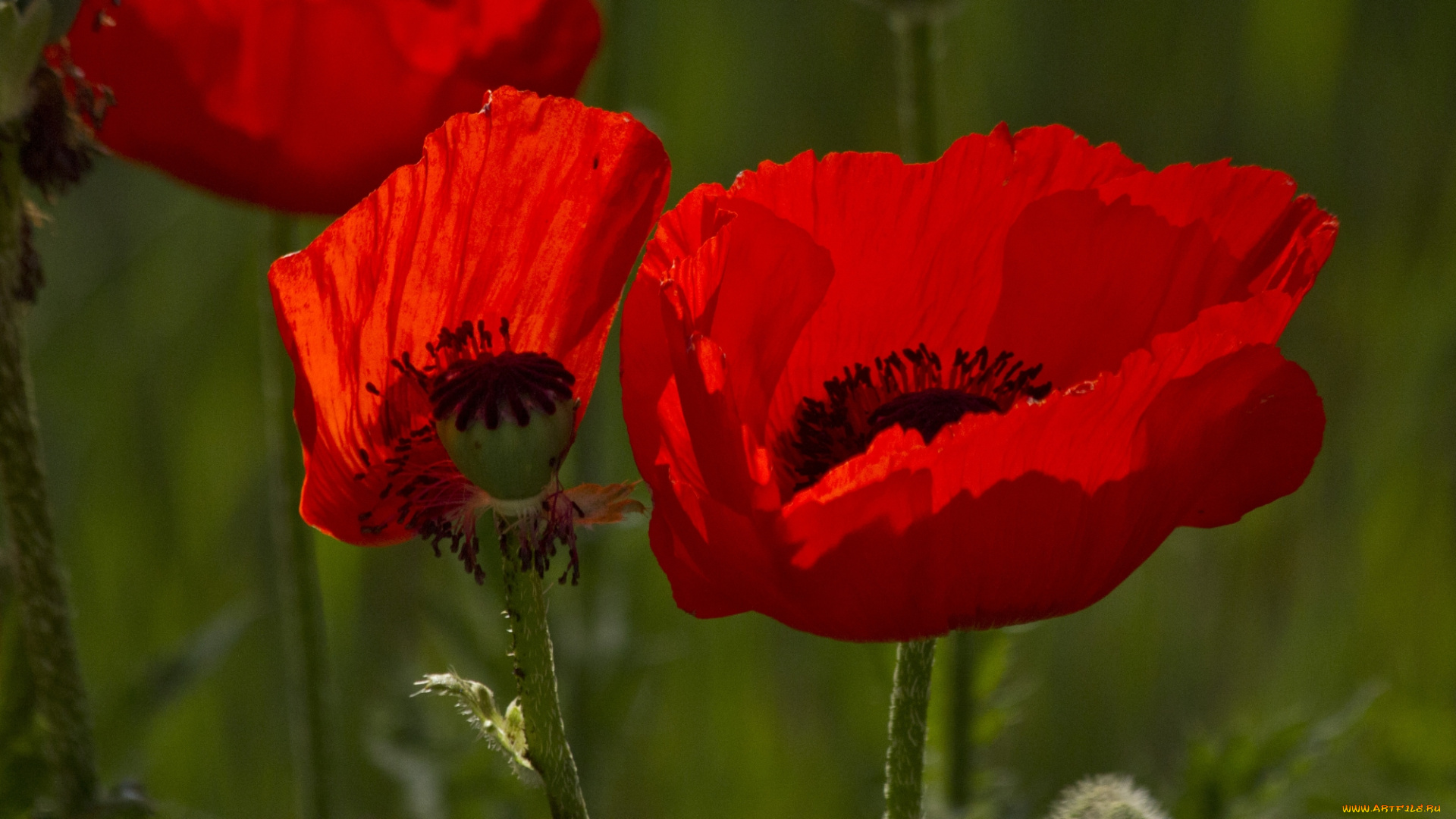 цветы, маки, мак