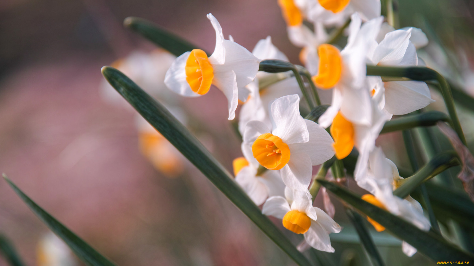 цветы, нарциссы, нарцисс