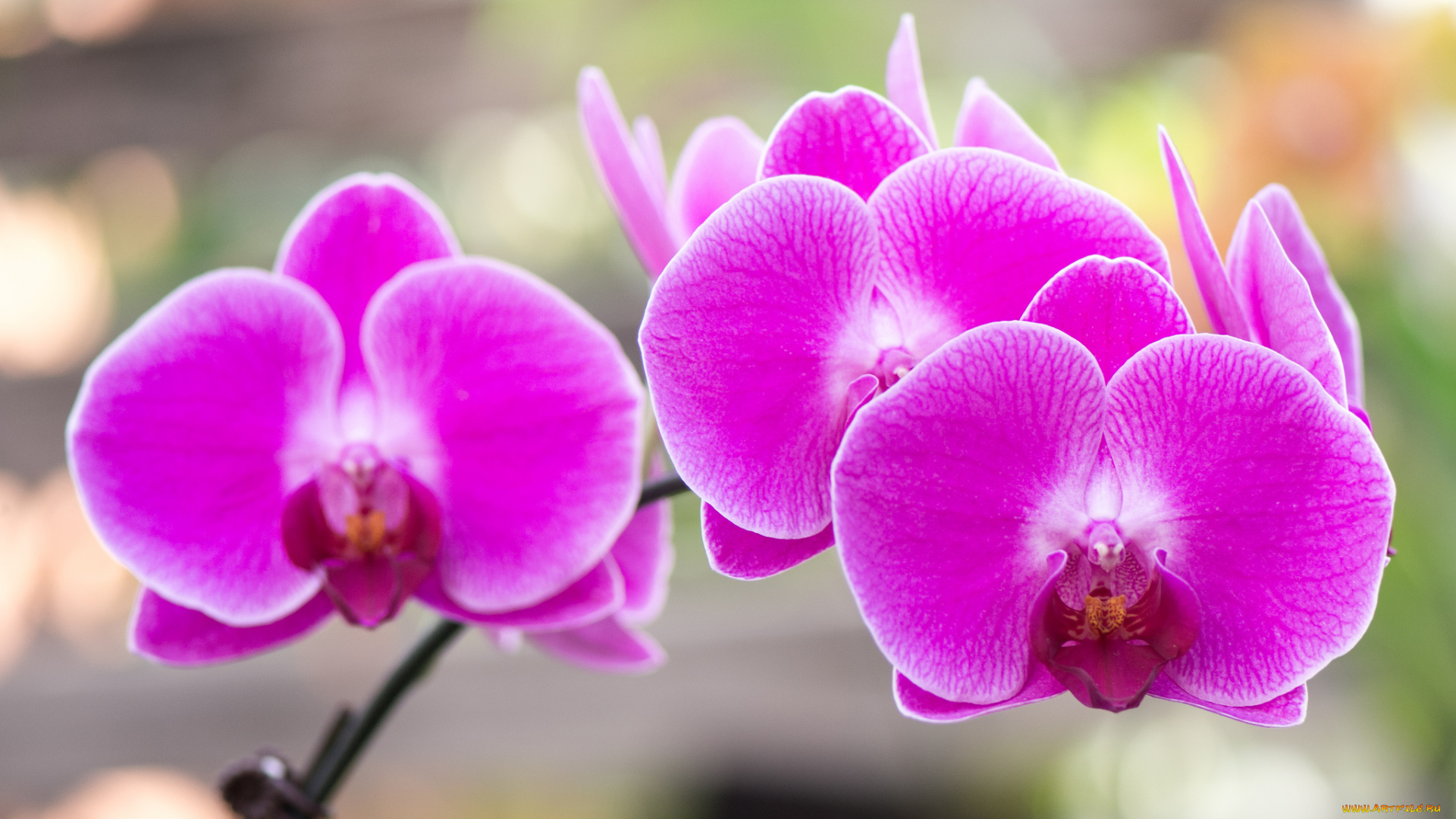 цветы, орхидеи, орхидея