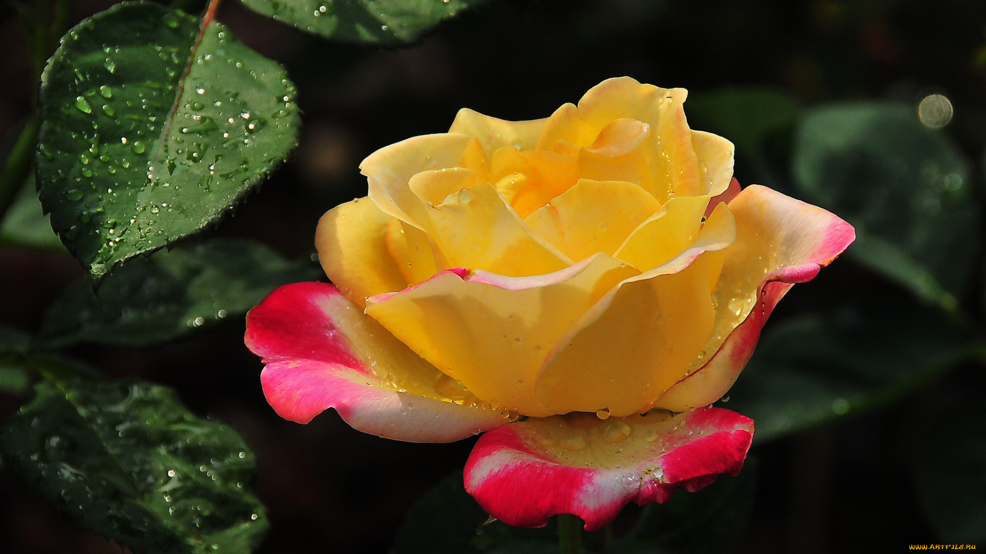 цветы, розы, бутон, роза