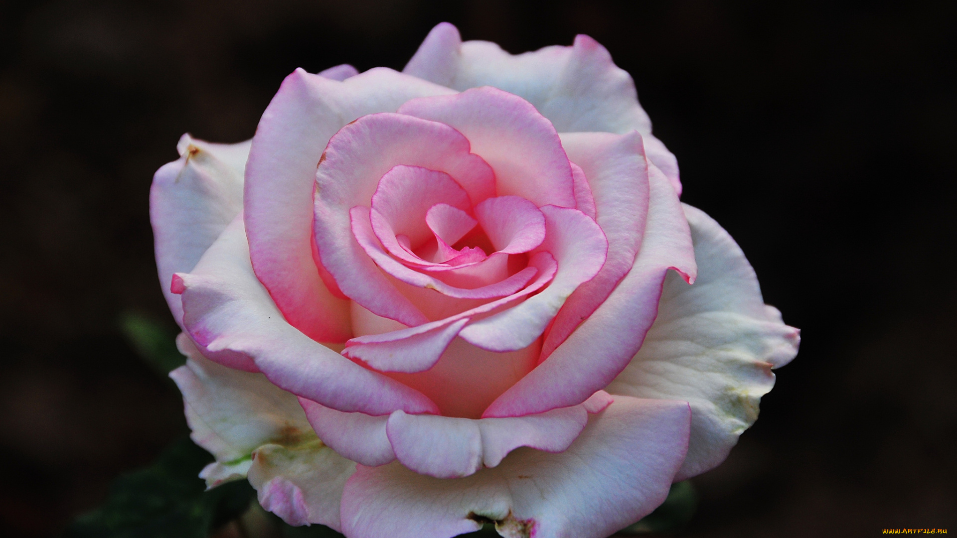 цветы, розы, бутон, роза