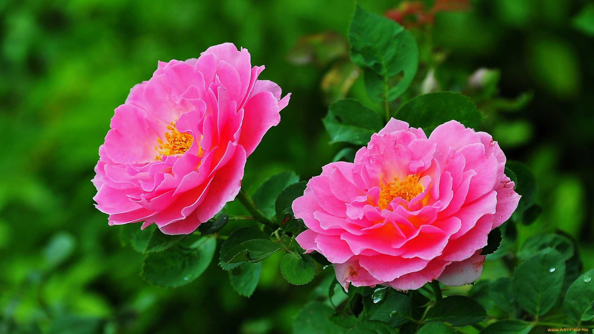 цветы, розы, кусст