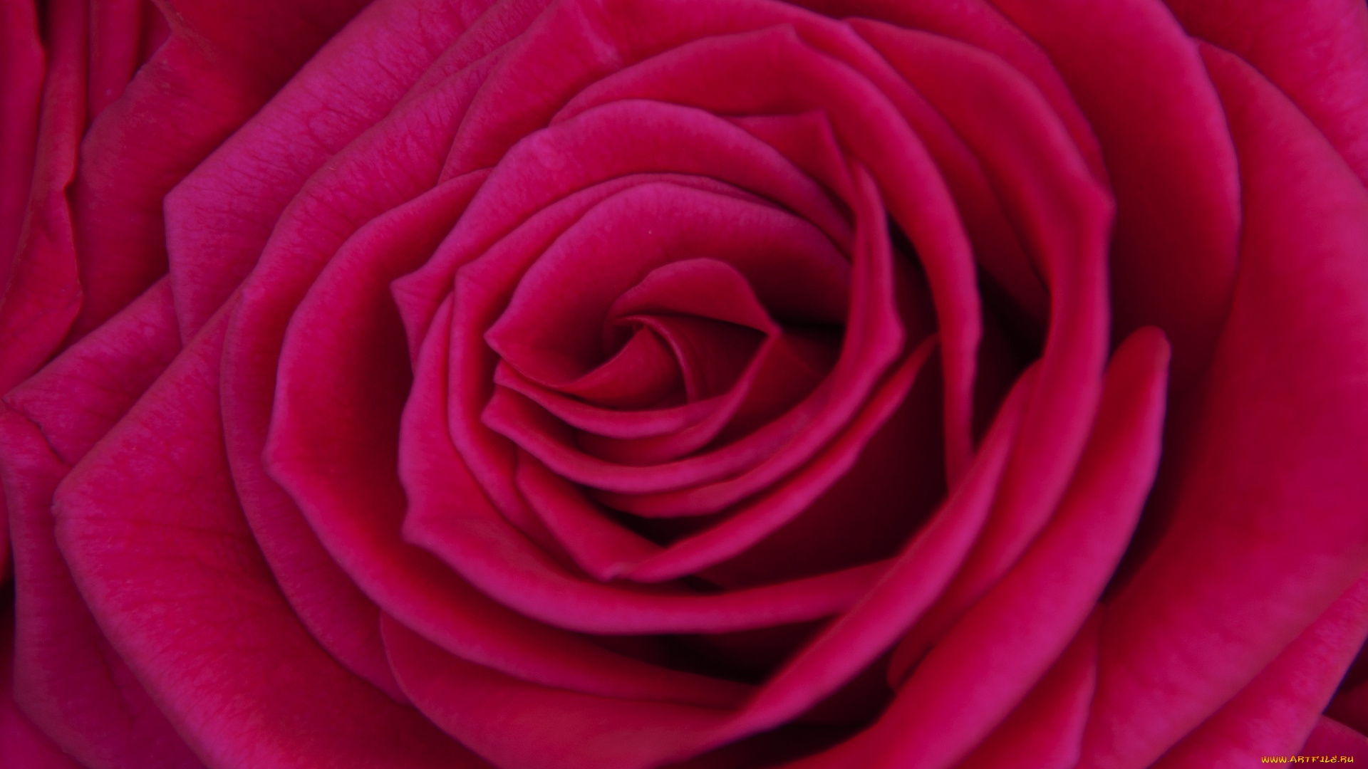 цветы, розы, роза